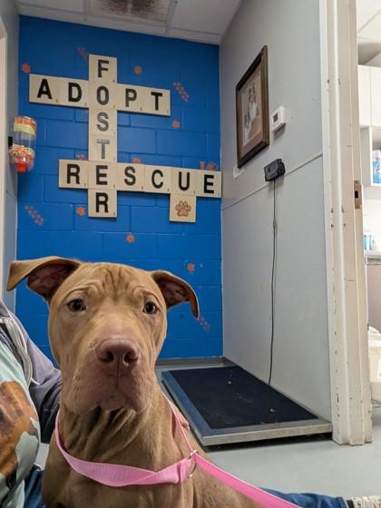 Shuffle 49345, ADOPTABLE, Young Male Mixed Breed.