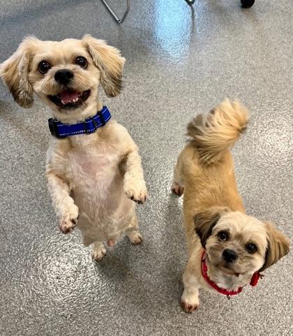 Enlarge Twain (Bonded to Riley), a Adoptable mixed breed in Neenah, WI image 1/3