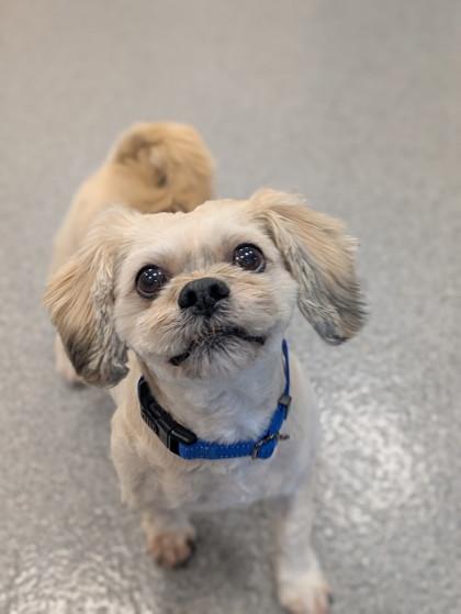 Enlarge Twain (Bonded to Riley), a Adoptable mixed breed in Neenah, WI image 2/3