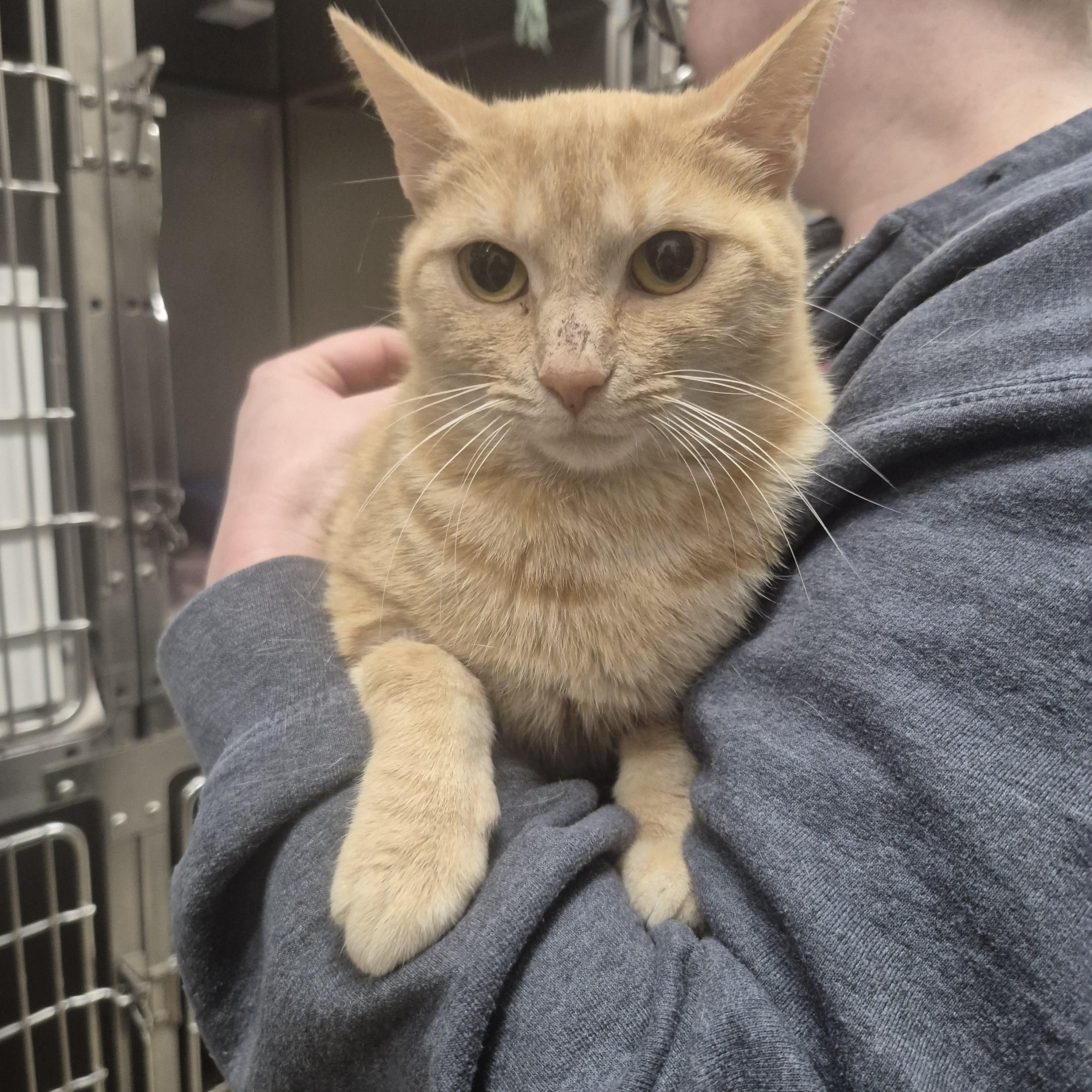 Enlarge Blinkin -- MEET ME AT CRABAPPLE KNOLL VET, an adopted Domestic Short Hair in Alpharetta, GA image 5/6