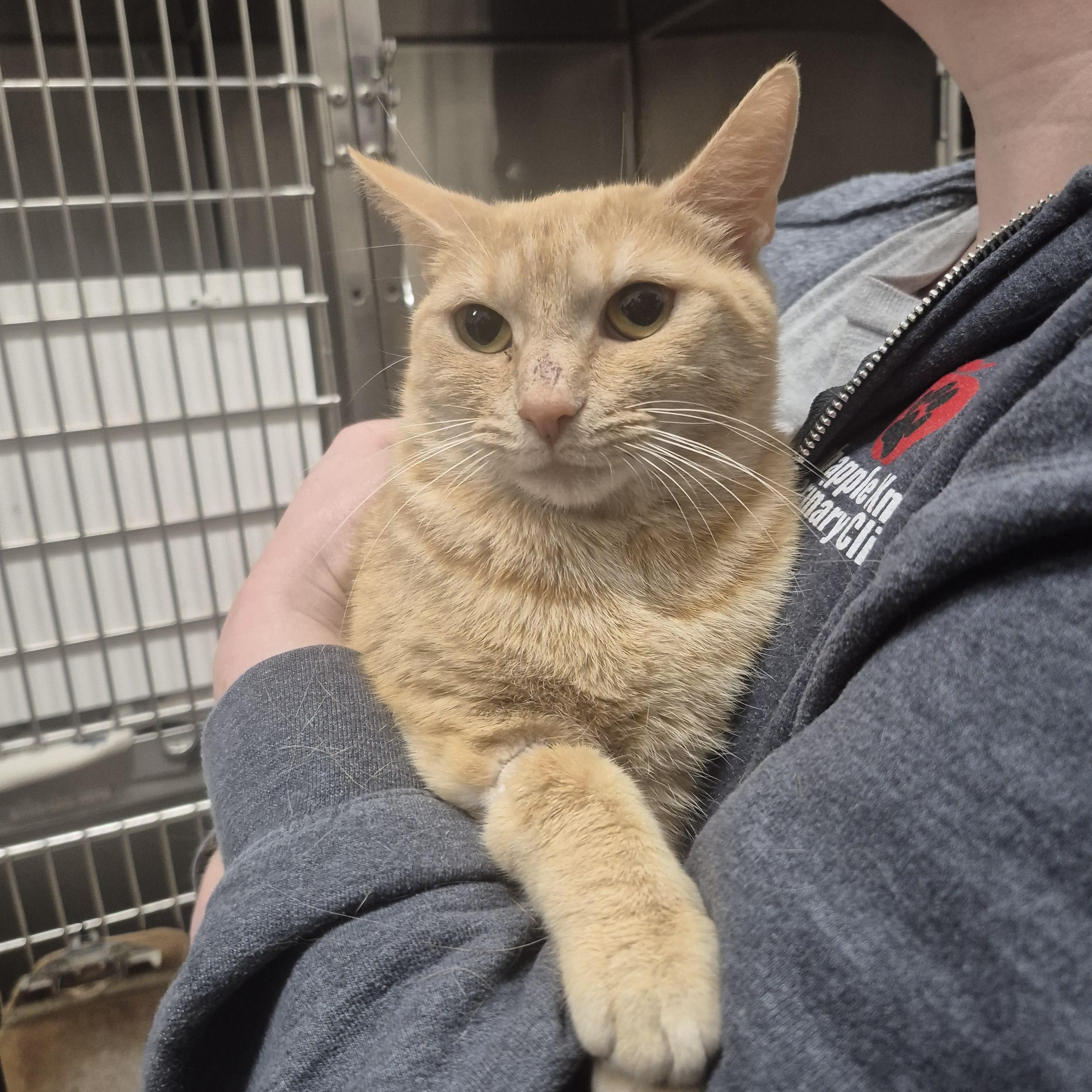 Blinkin -- MEET ME AT CRABAPPLE KNOLL VET, adopted, Young Female Domestic Short Hair.