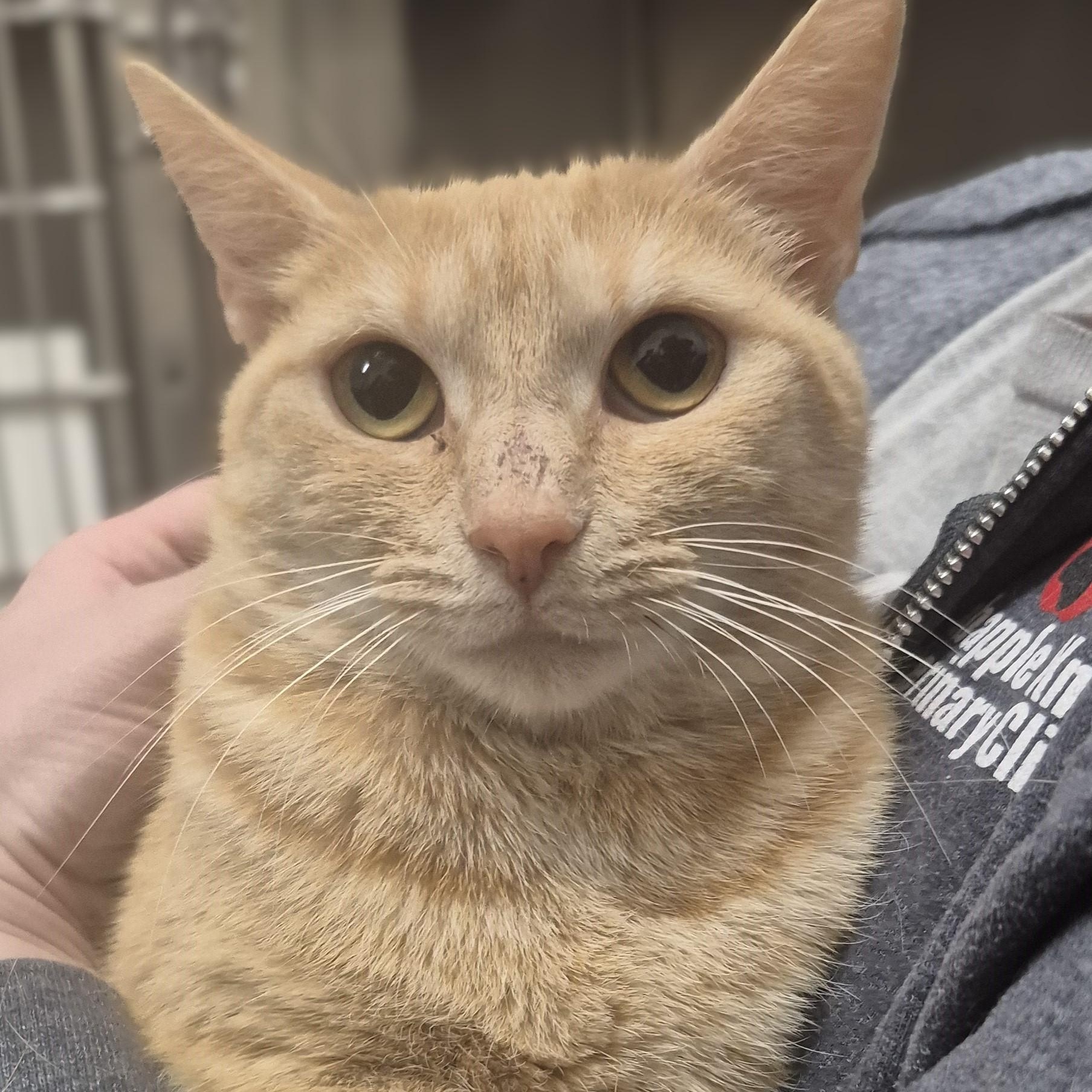 Enlarge Blinkin -- MEET ME AT CRABAPPLE KNOLL VET, an adopted Domestic Short Hair in Alpharetta, GA image 2/6