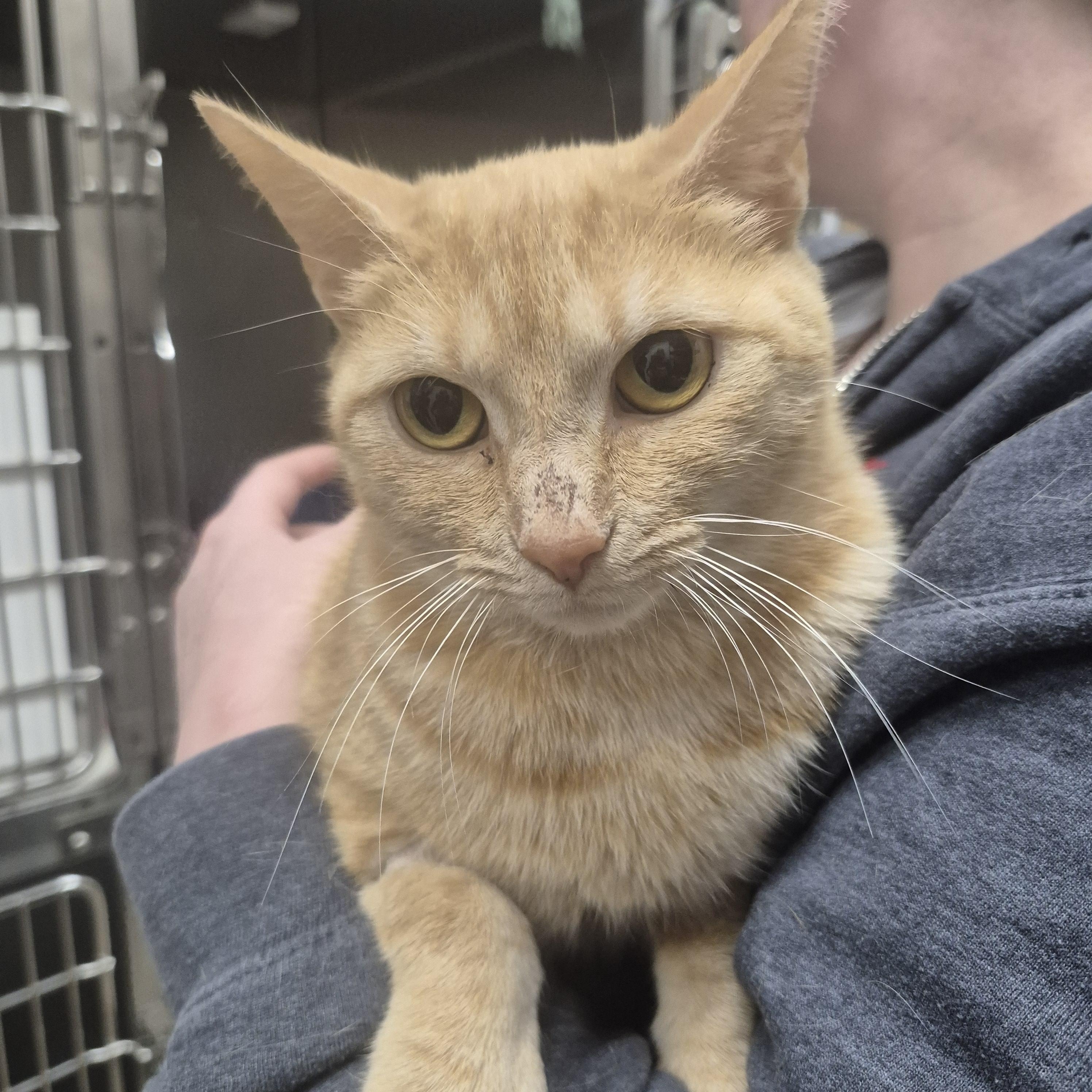 Enlarge Blinkin -- MEET ME AT CRABAPPLE KNOLL VET, an adopted Domestic Short Hair in Alpharetta, GA image 6/6
