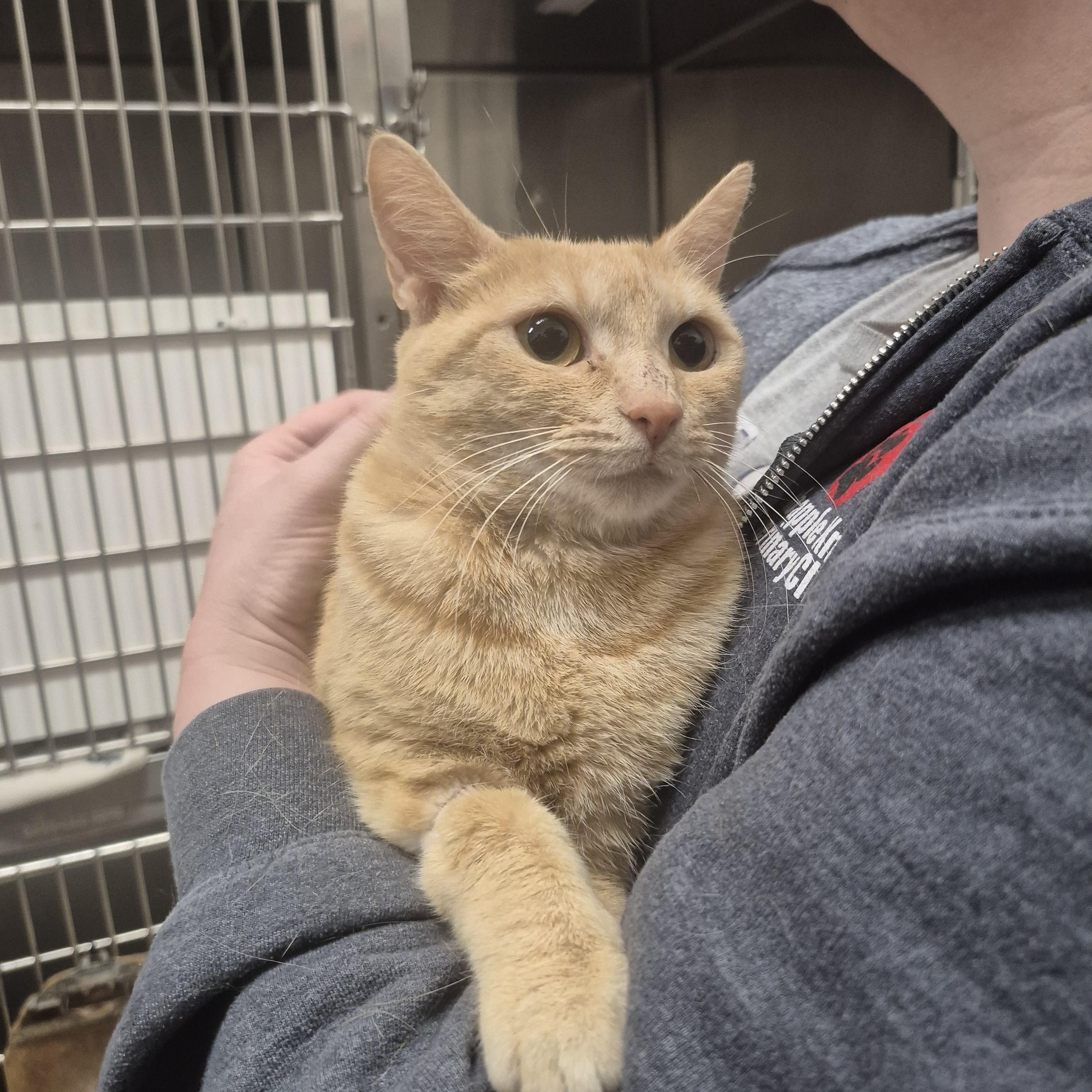 Enlarge Blinkin -- MEET ME AT CRABAPPLE KNOLL VET, an adopted Domestic Short Hair in Alpharetta, GA image 4/6