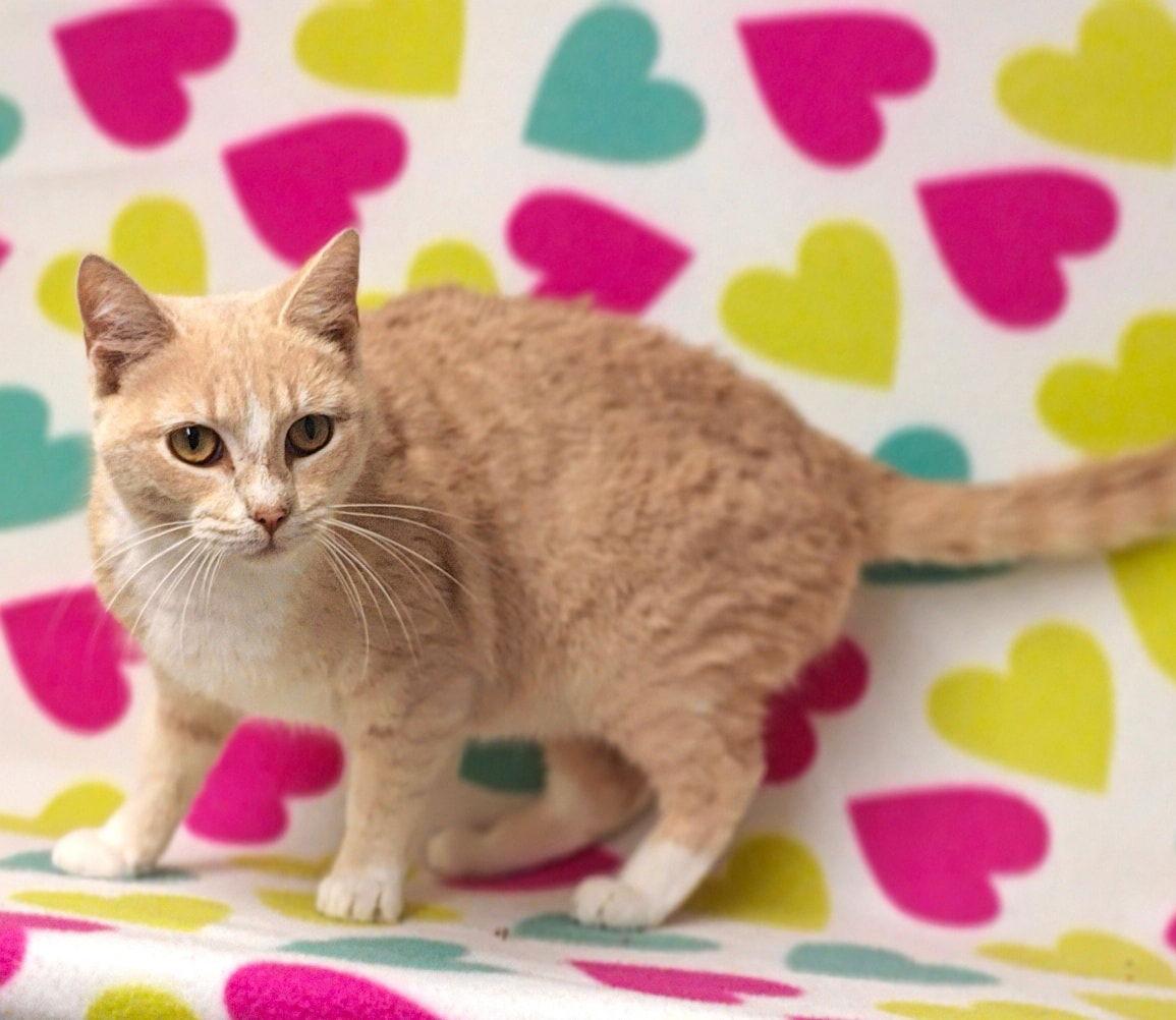 Anna 26/029, Adopted, Young Female Domestic Short Hair.