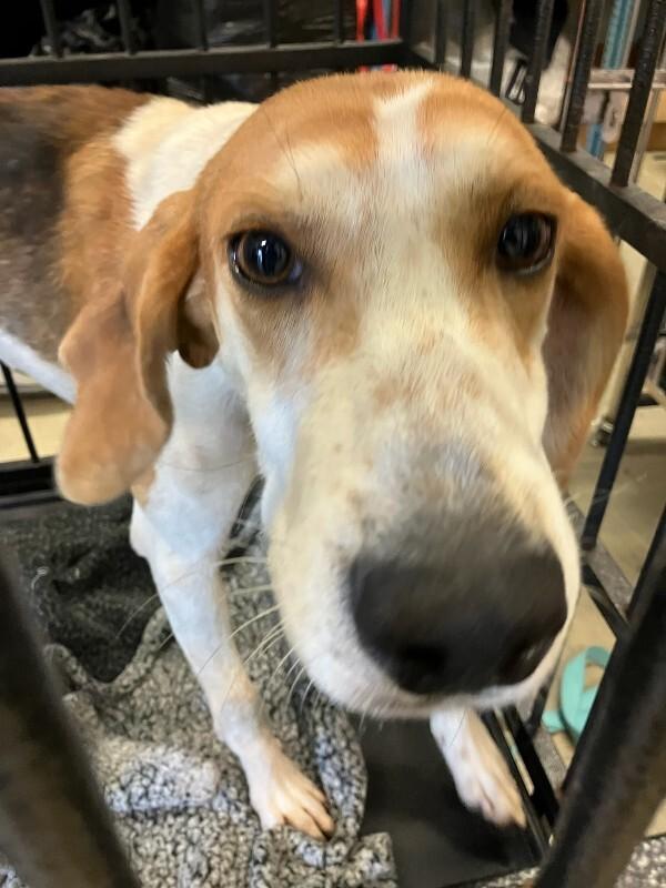 Enlarge Snoopy, a Adoptable Hound in Disputanta, VA image 1/2
