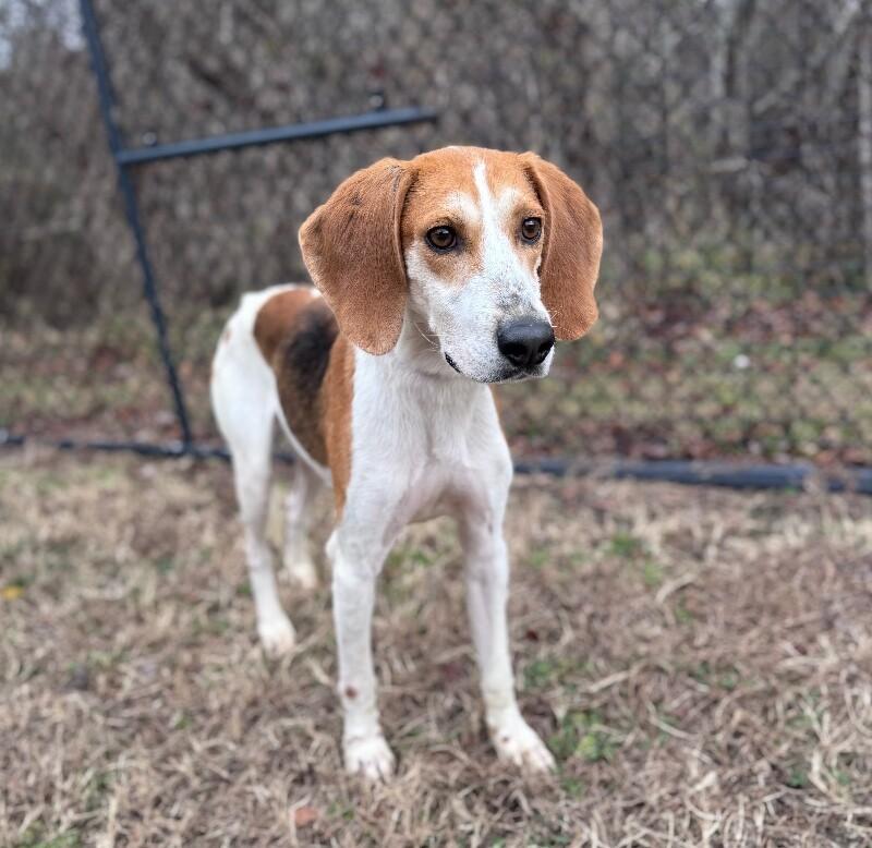 Enlarge Snoopy, a Adoptable Hound in Disputanta, VA image 2/2