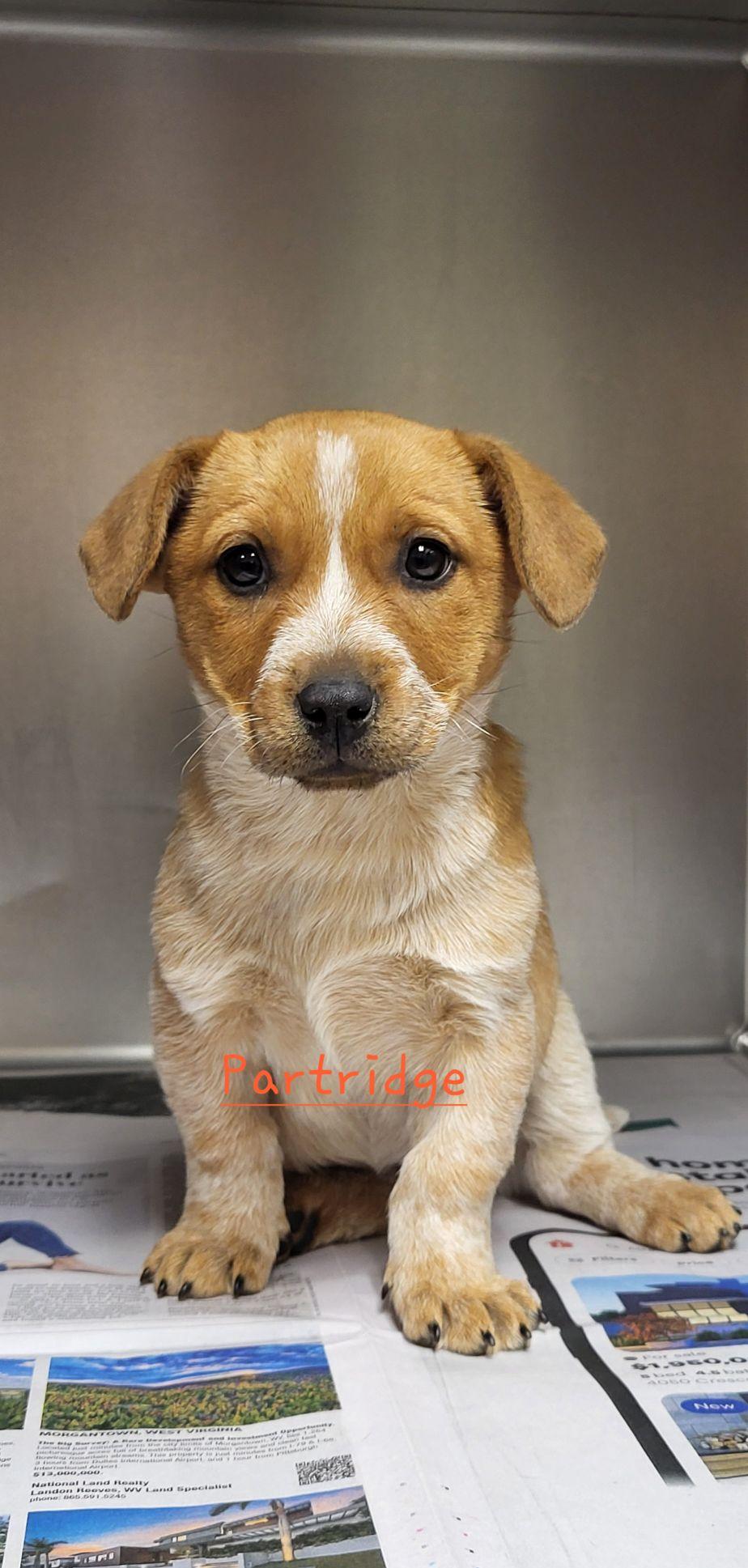 Enlarge Partridge, a ADOPTABLE mixed breed in Marion, MS image 1/1