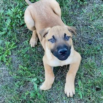 Wallace, Adoptable, Puppy Male German Shepherd Dog & Mixed Breed.