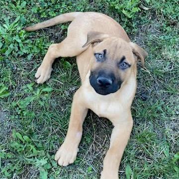 Enlarge Wallace, a Adoptable mixed breed in Tacoma, WA image 3/6
