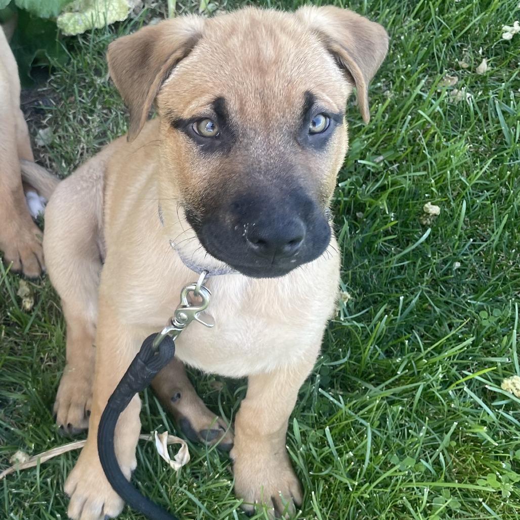 Enlarge Wallace, a Adoptable mixed breed in Tacoma, WA image 4/6