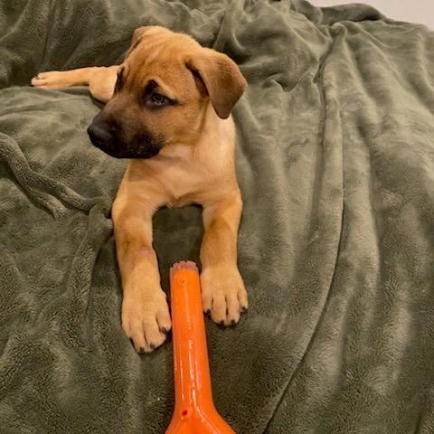 Enlarge Wallace, a Adoptable mixed breed in Tacoma, WA image 5/6