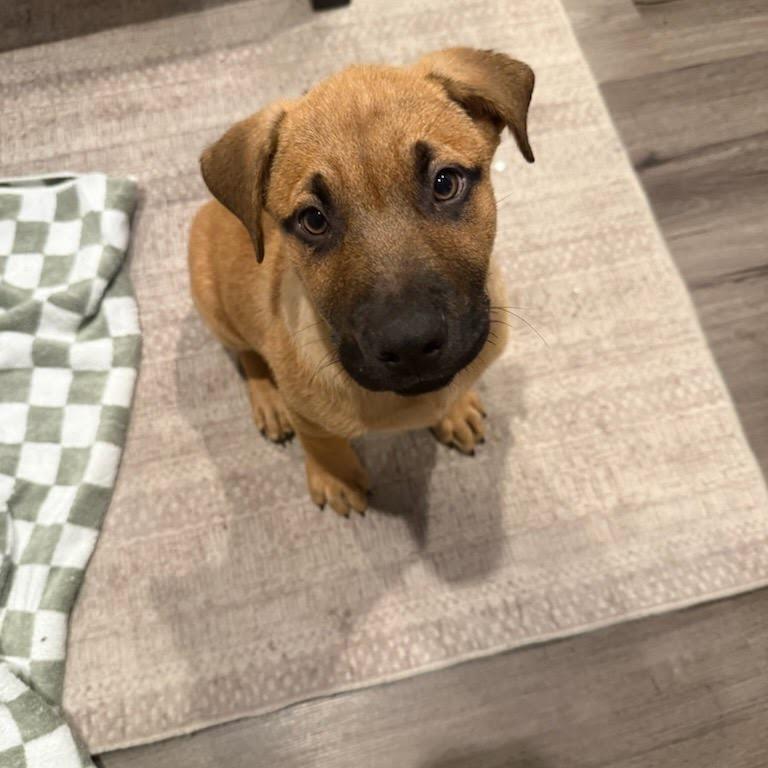Enlarge Wallace, a Adoptable mixed breed in Tacoma, WA image 6/6