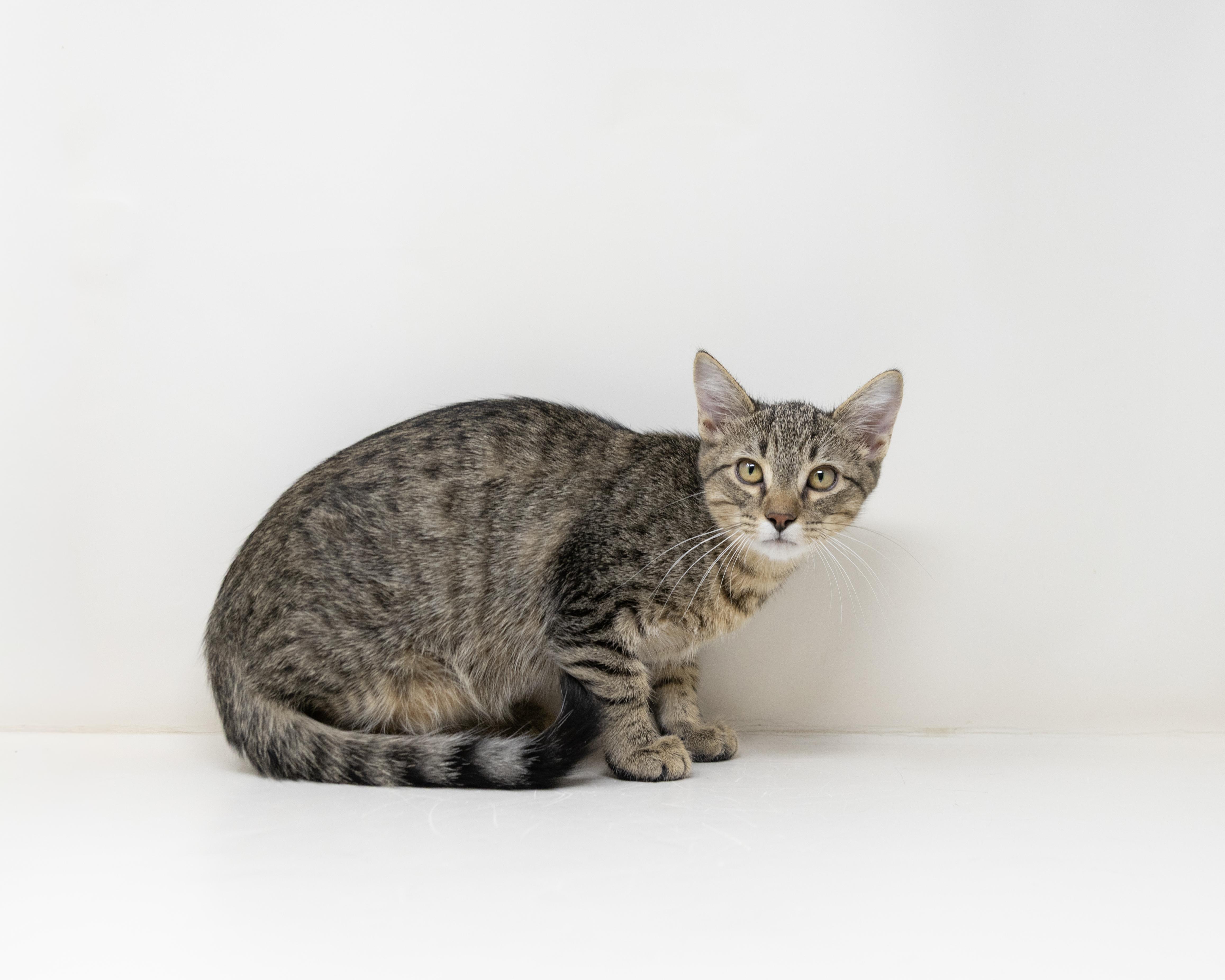 Oliver (Dog Friendly), a ADOPTABLE Tabby in North Richland Hills, TX image 3/6