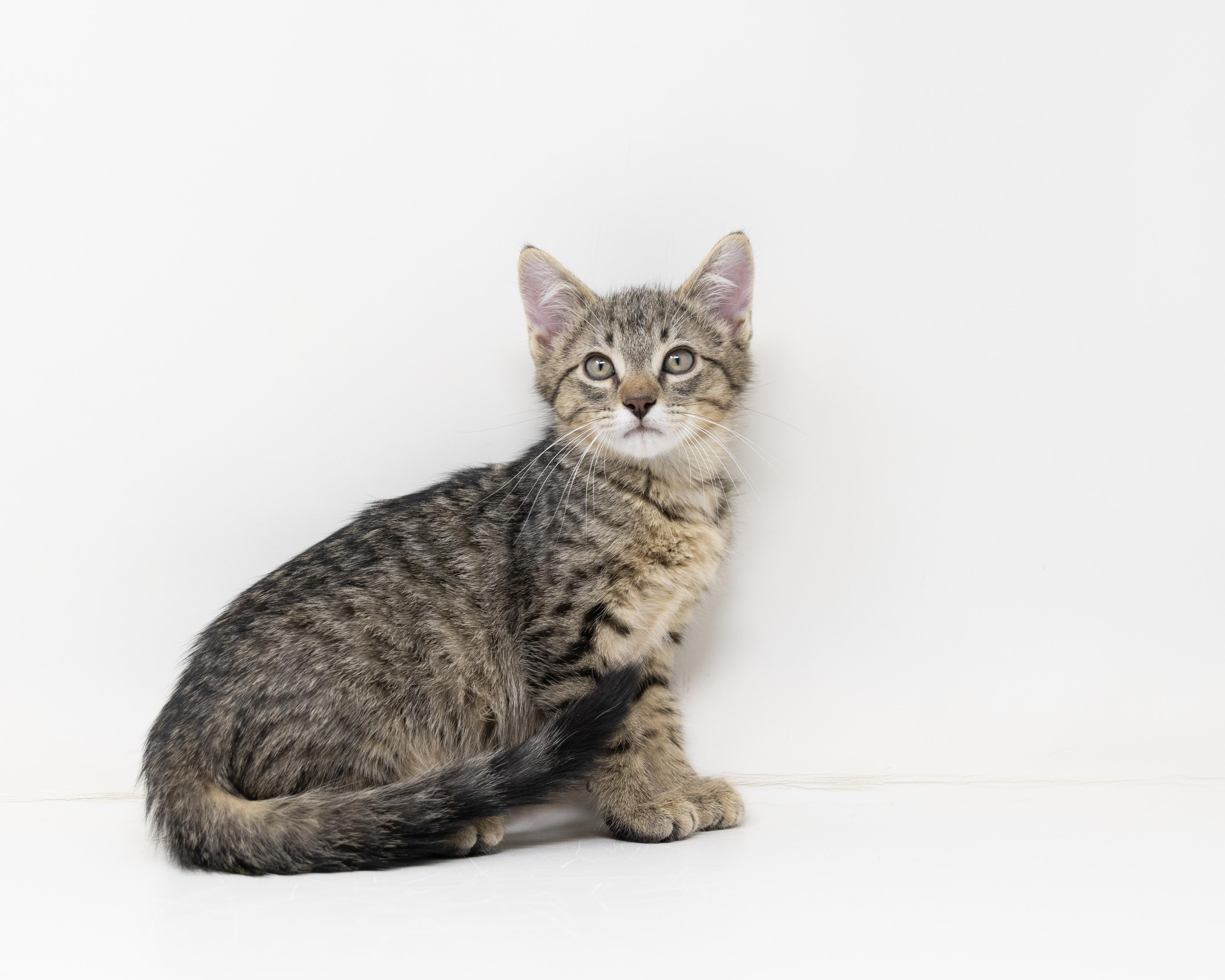 Oliver (Dog Friendly), a ADOPTABLE Tabby in North Richland Hills, TX image 6/6