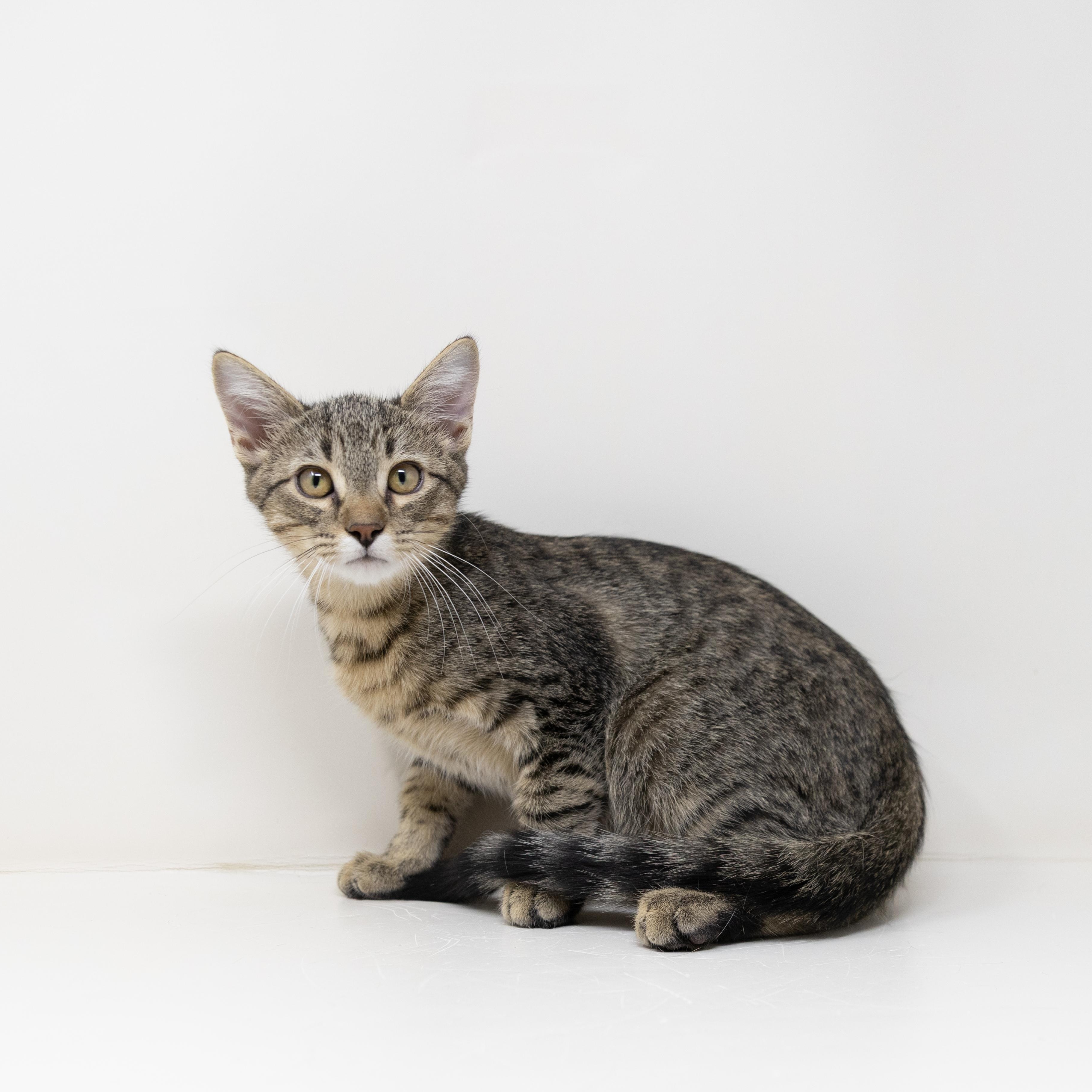 Oliver (Dog Friendly), ADOPTABLE, Kitten Male Tabby.