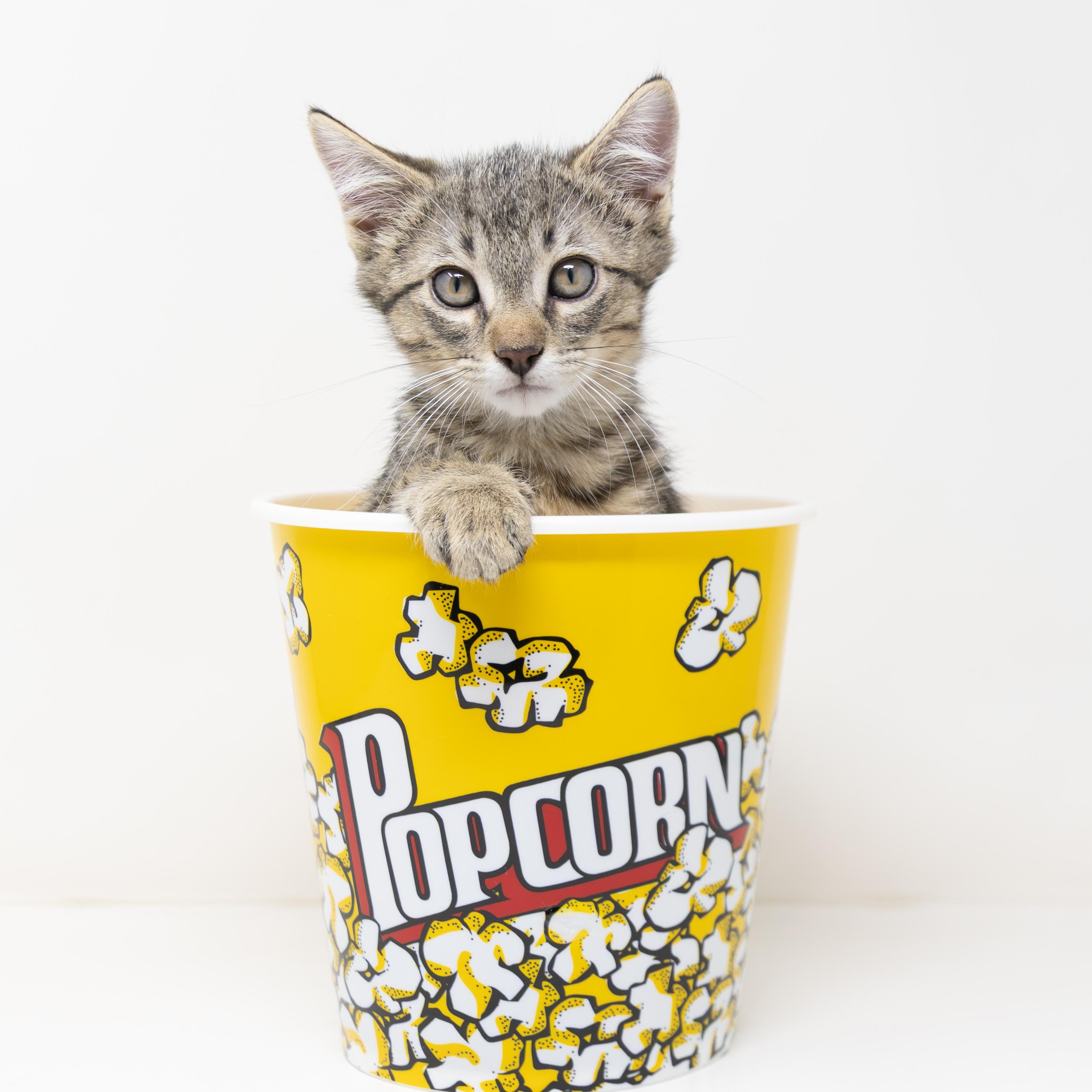 Oliver (Dog Friendly), a ADOPTABLE Tabby in North Richland Hills, TX image 5/6