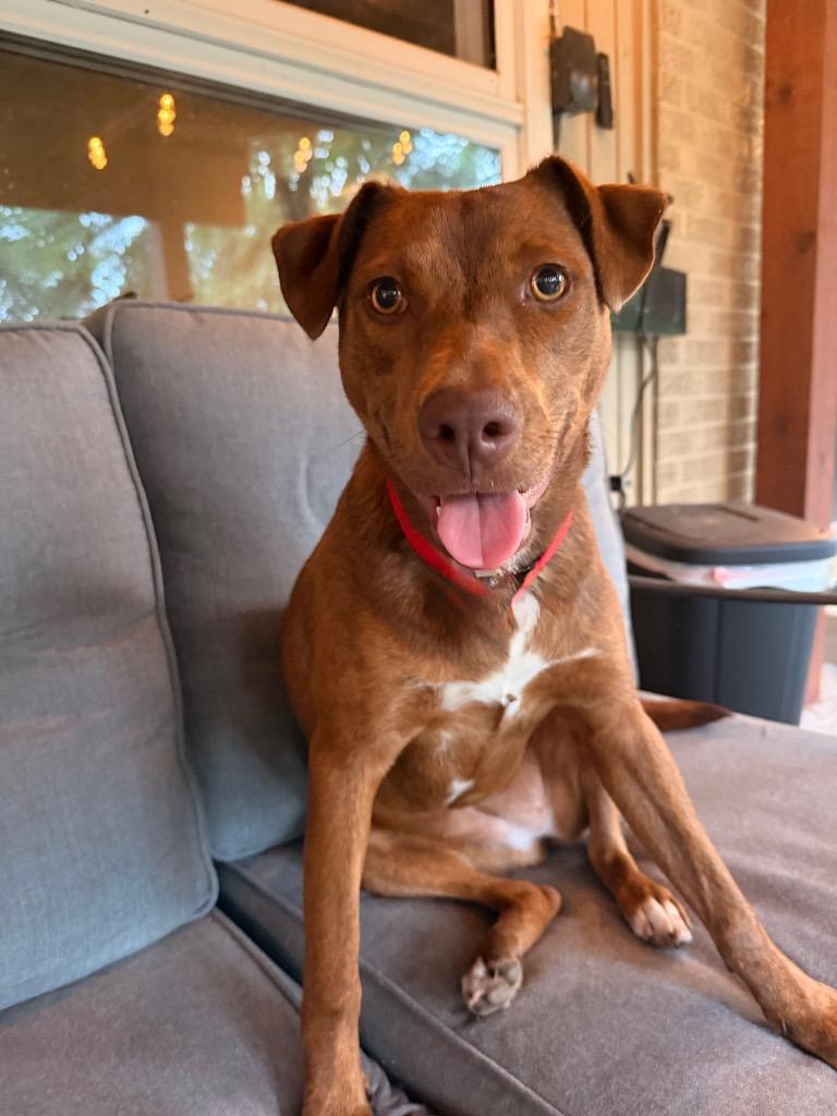 Kat, Adopted, Puppy Female Mixed Breed.