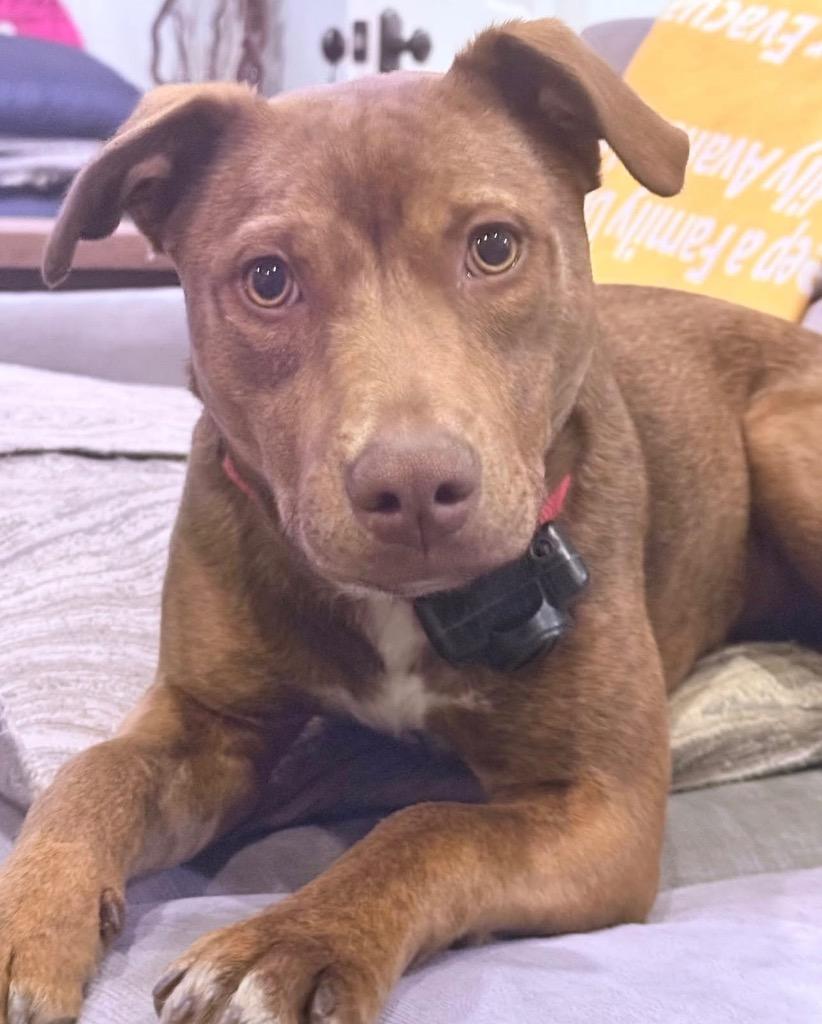 Enlarge Kat, a Adopted Mixed Breed in Little Rock, AR image 2/4