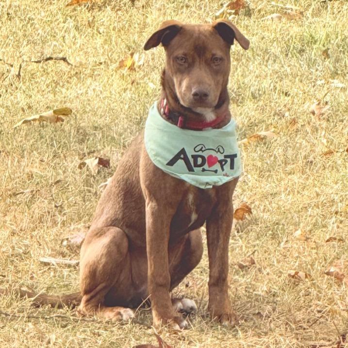 Enlarge Kat, a Adopted Mixed Breed in Little Rock, AR image 3/4