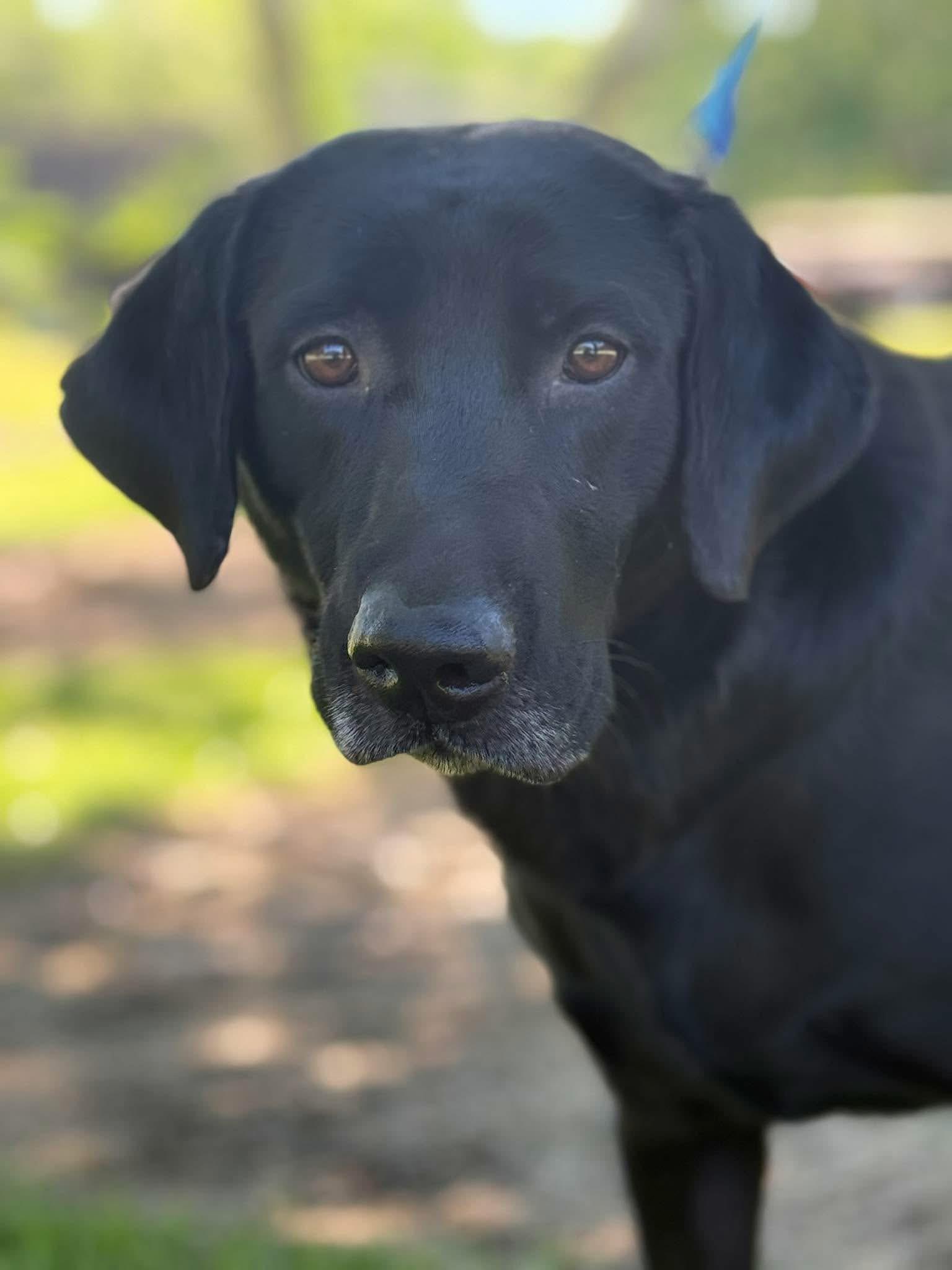 Enlarge Oliver, a ADOPTABLE mixed breed in Elkton, MD image 5/6