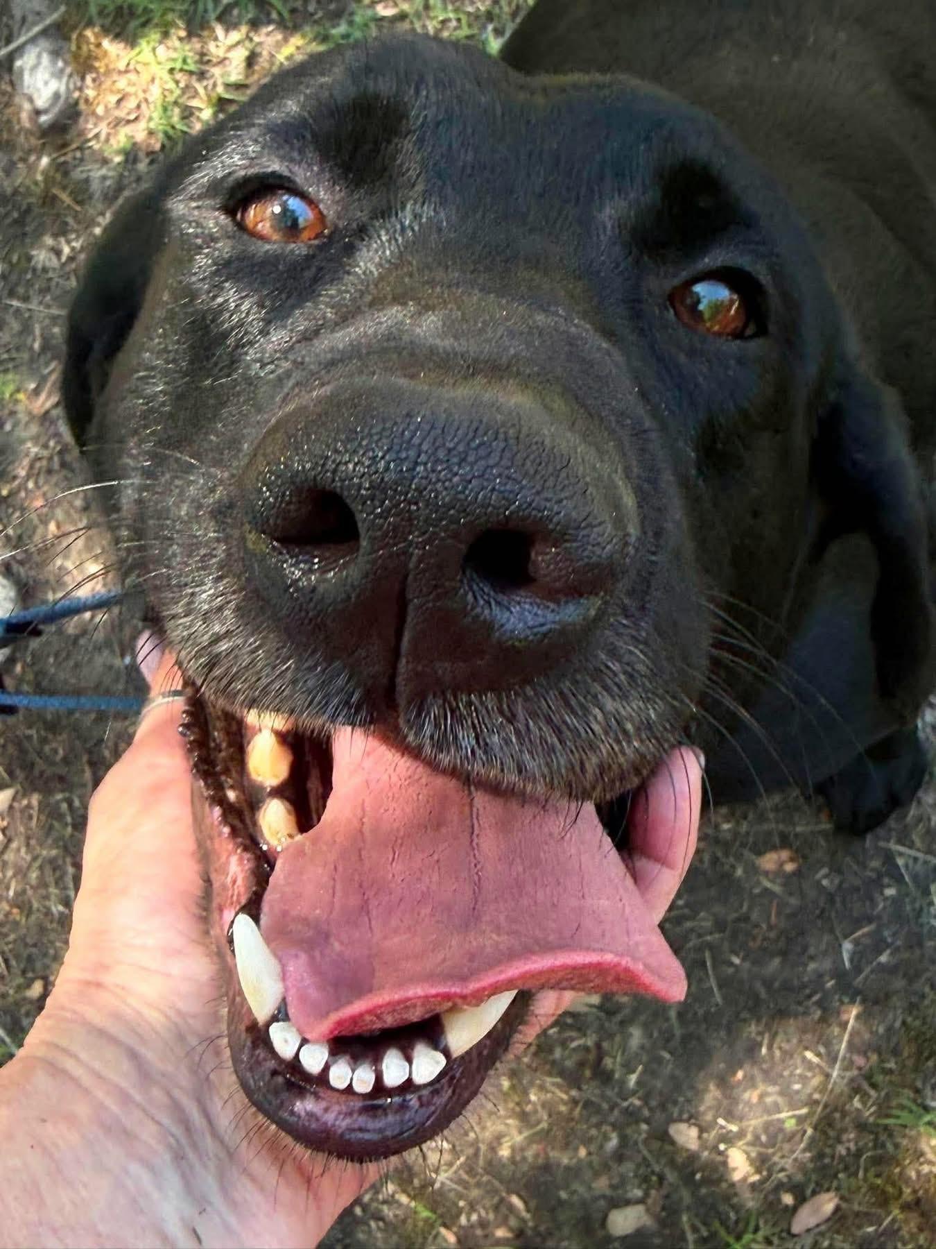 Enlarge Oliver, a ADOPTABLE mixed breed in Elkton, MD image 1/6