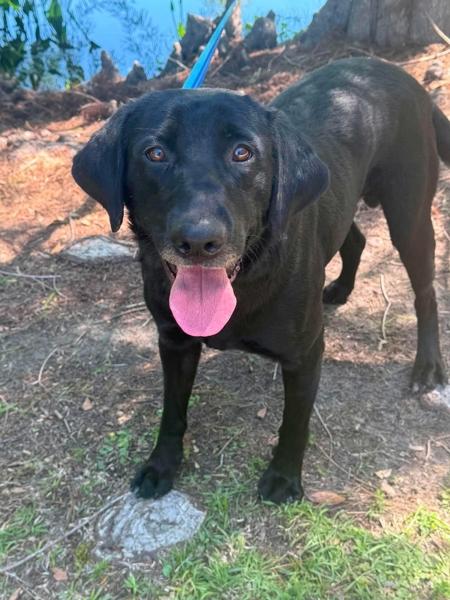 Enlarge Oliver, a ADOPTABLE mixed breed in Elkton, MD image 2/6
