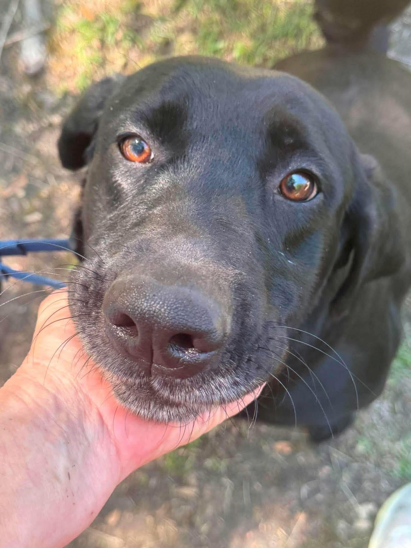 Enlarge Oliver, a ADOPTABLE mixed breed in Elkton, MD image 6/6