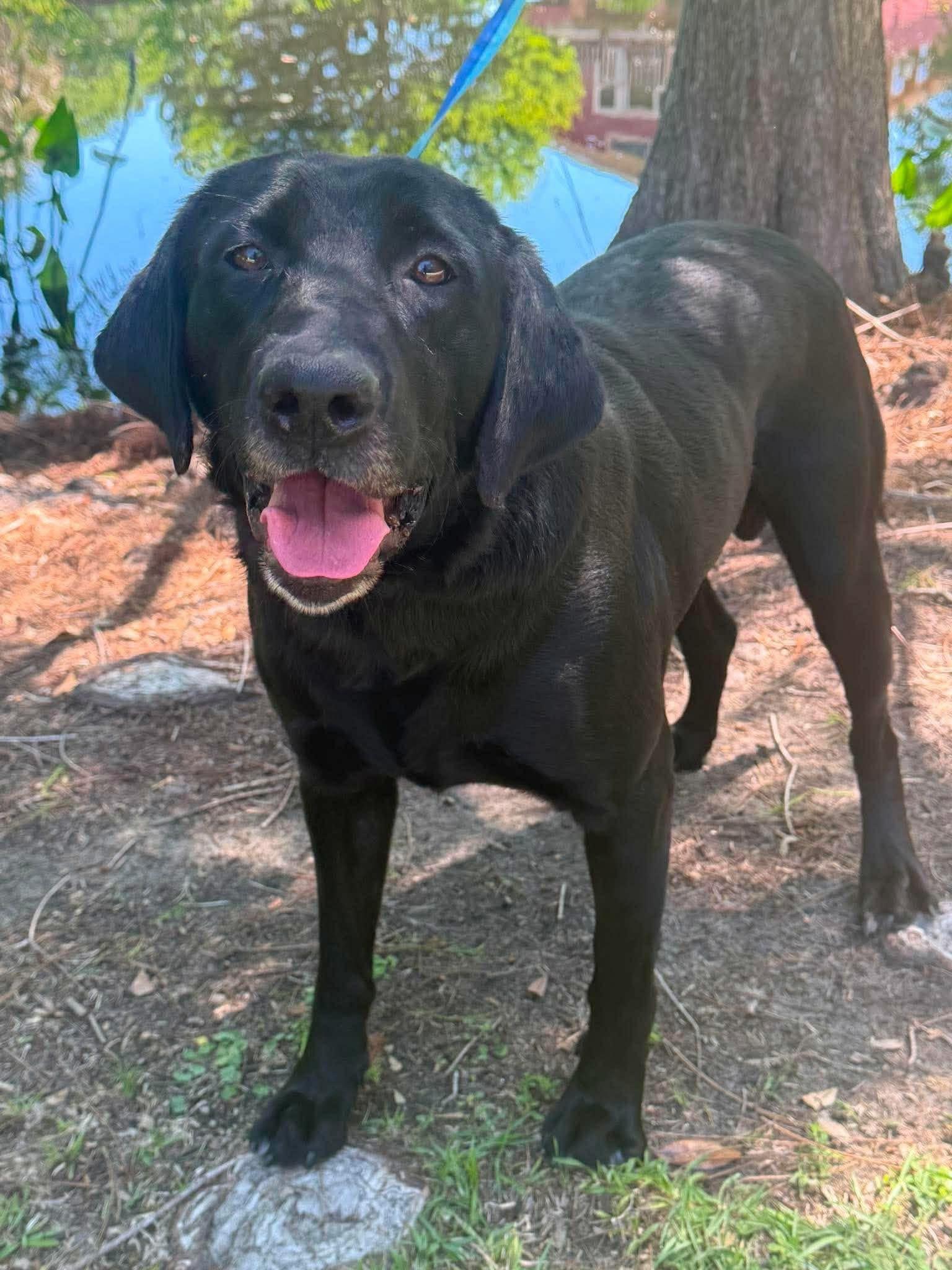 Enlarge Oliver, a ADOPTABLE mixed breed in Elkton, MD image 4/6