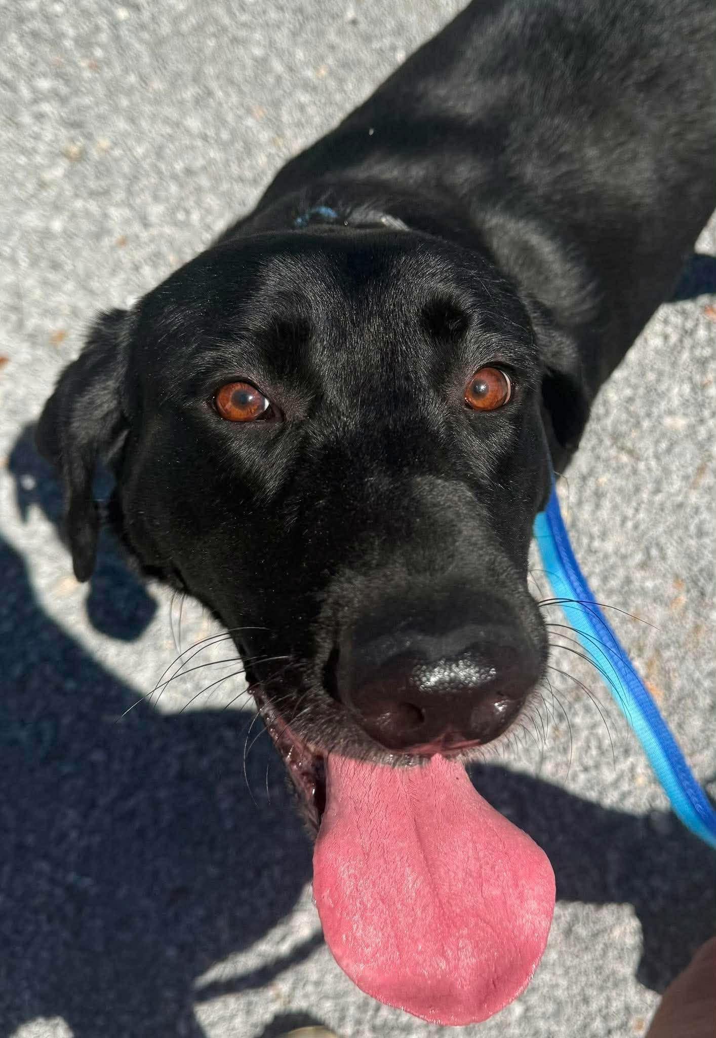 Enlarge Oliver, a ADOPTABLE mixed breed in Elkton, MD image 3/6