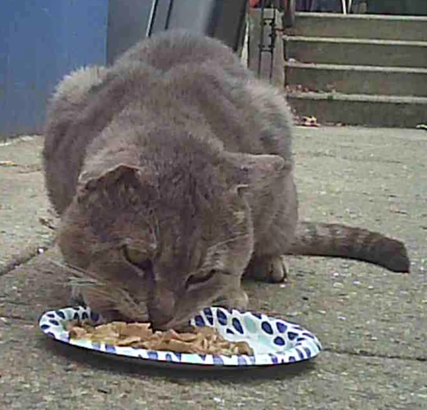 Tom (Urgent socializer foster/adopter needed), Adoptable, Adult Male American Shorthair.