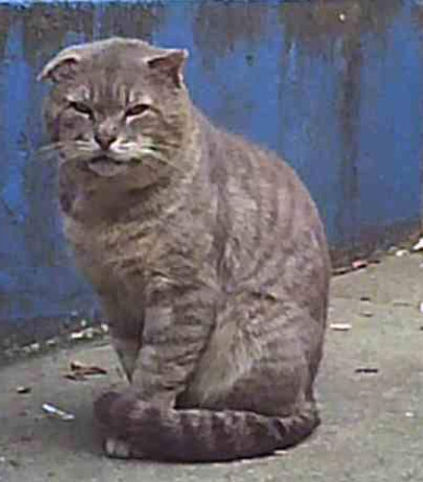 Tom (Urgent socializer foster/adopter needed), a Adoptable American Shorthair in Brooklyn, NY image 2/5