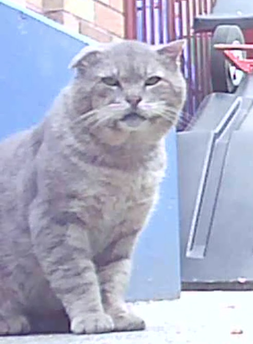 Tom (Urgent socializer foster/adopter needed), a Adoptable American Shorthair in Brooklyn, NY image 3/5