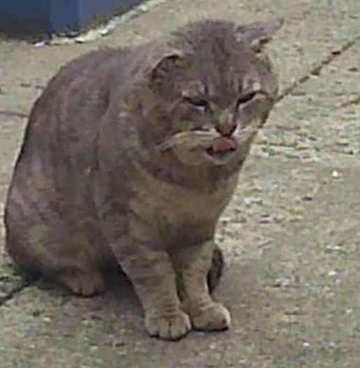 Tom (Urgent socializer foster/adopter needed), a Adoptable American Shorthair in Brooklyn, NY image 4/5