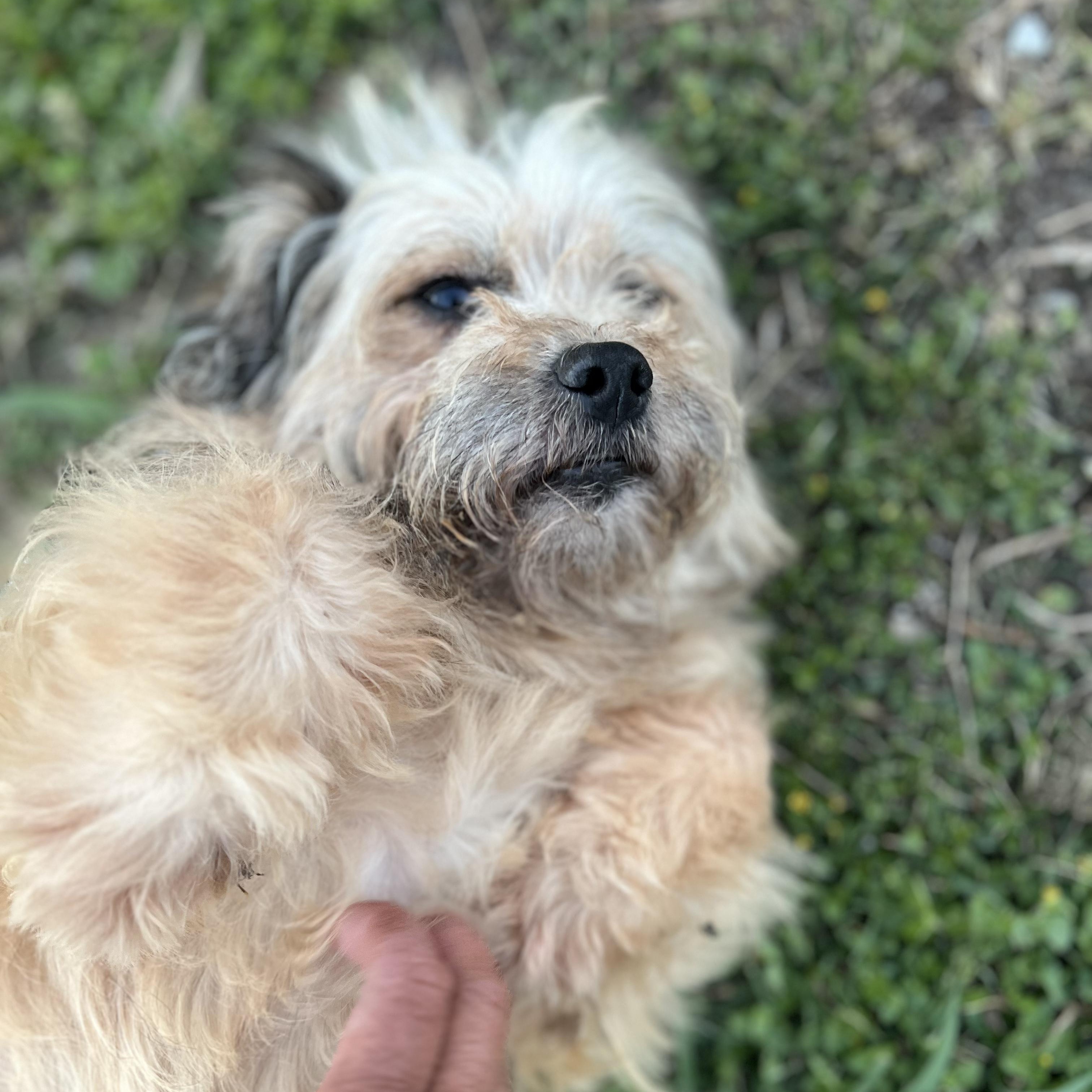 Enlarge Osito, an adopted mixed breed in New Orleans, LA image 2/4