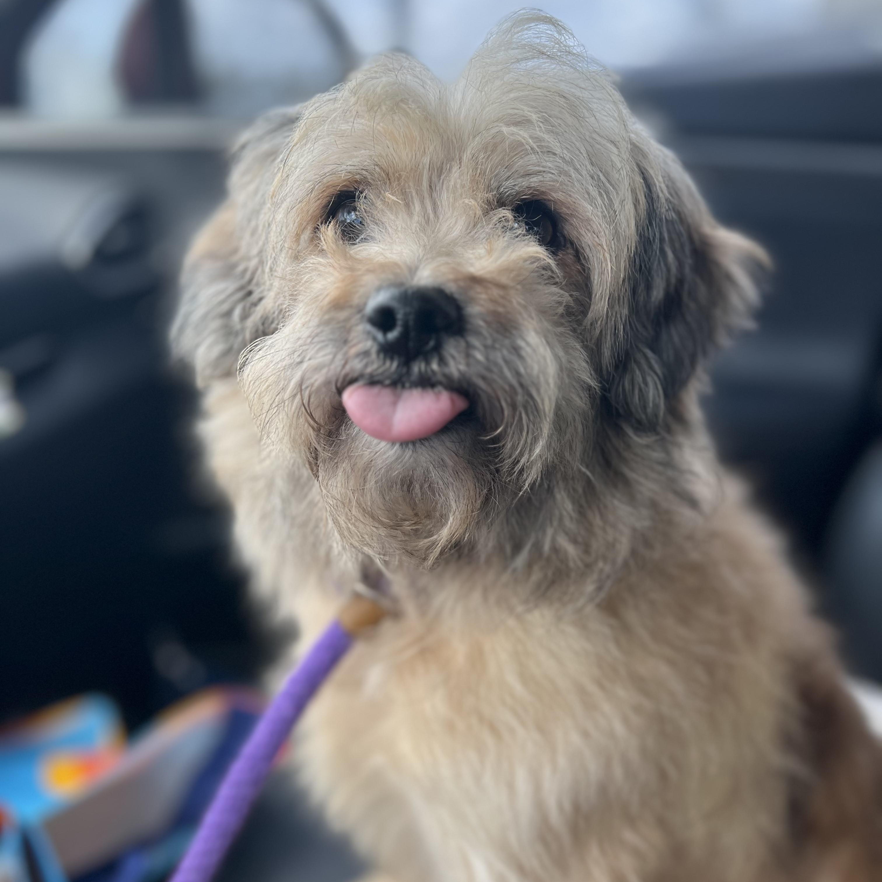 Enlarge Osito, an adopted mixed breed in New Orleans, LA image 4/4