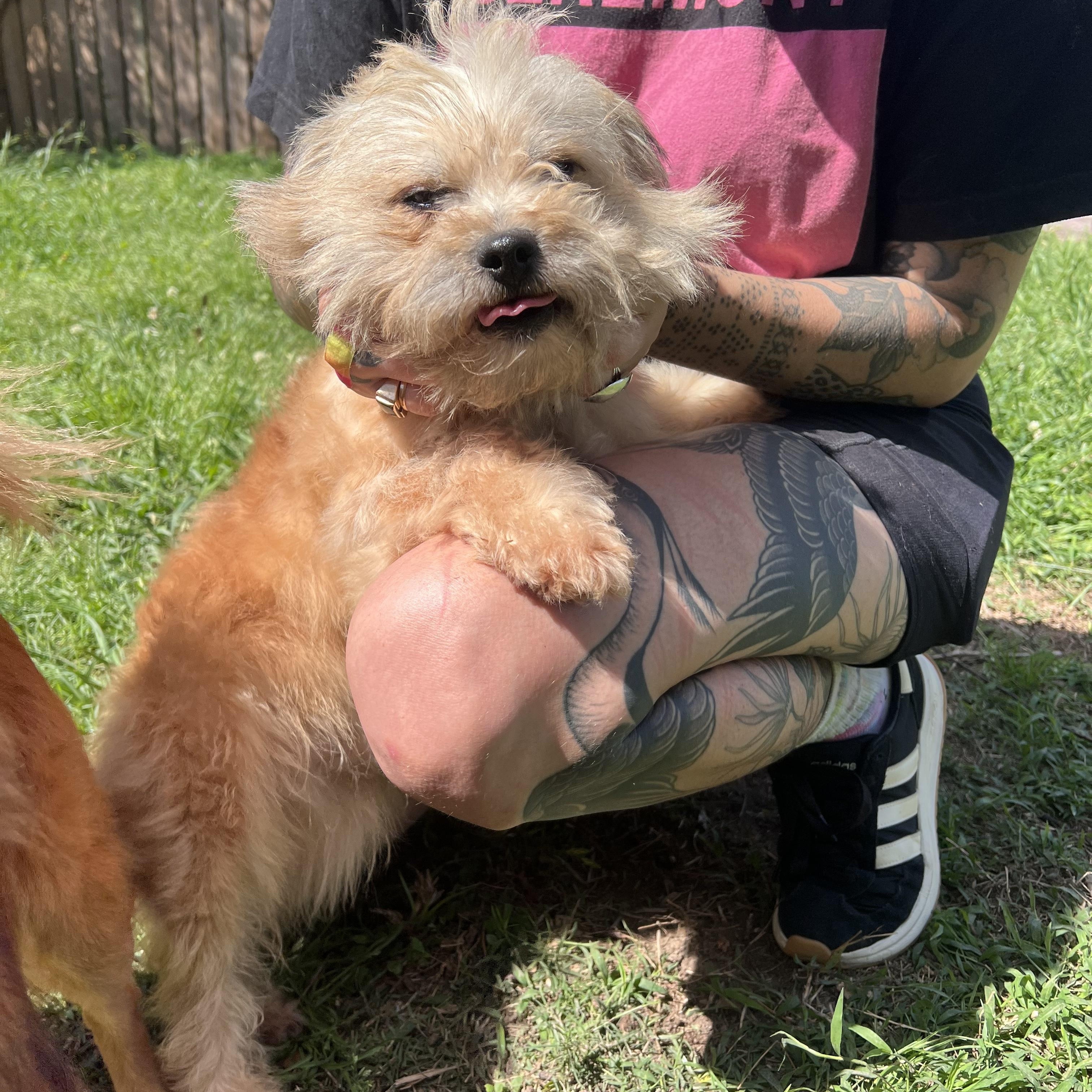 Enlarge Osito, an adopted mixed breed in New Orleans, LA image 3/4