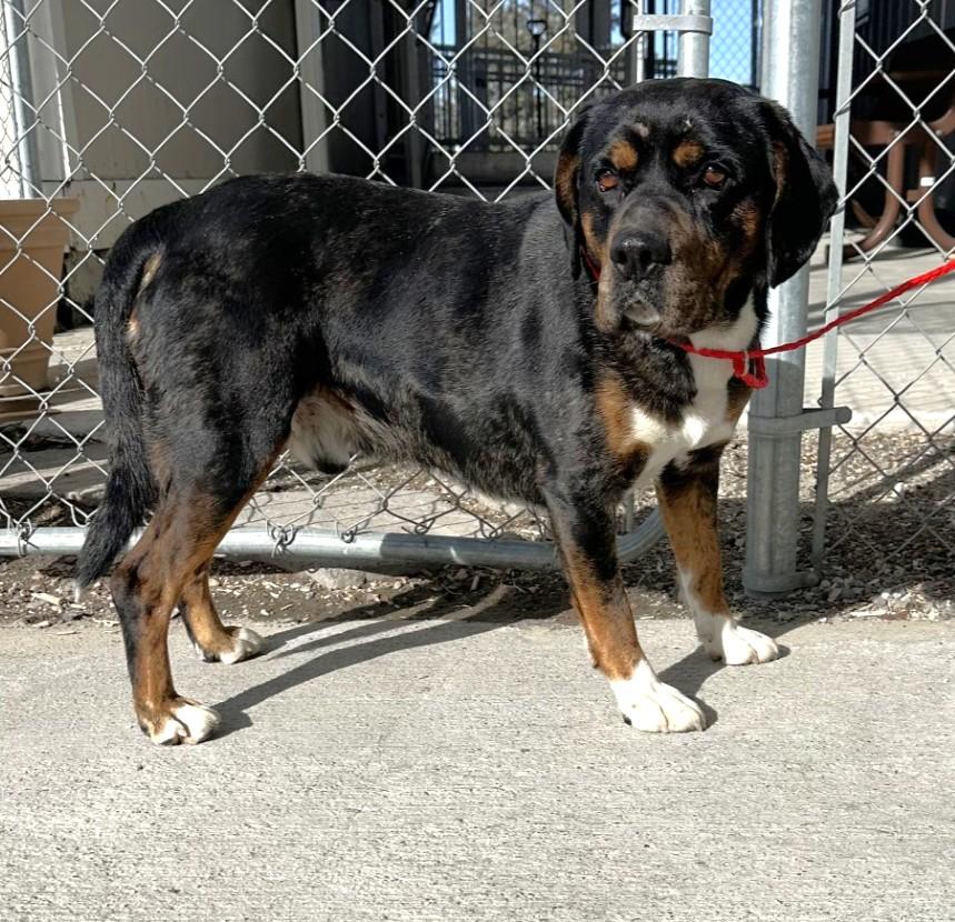 60131866, ADOPTABLE, Adult Male Rottweiler.