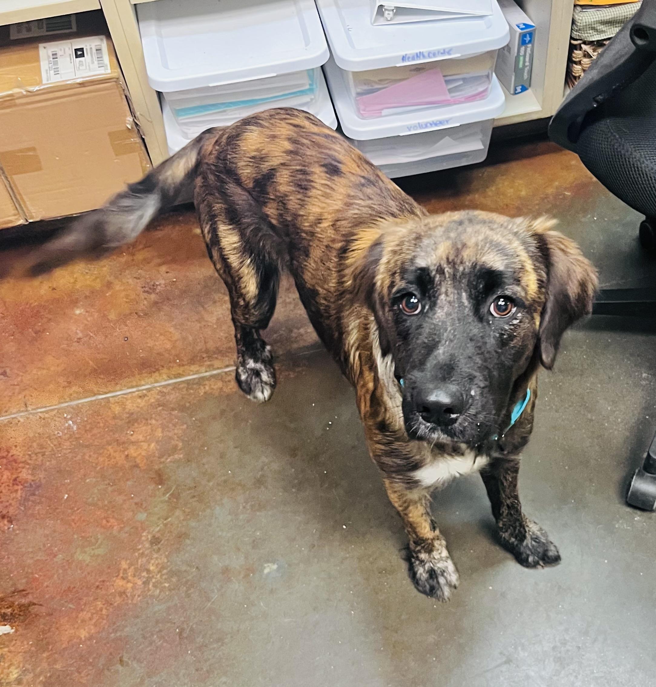Enlarge Marlin, a Adoptable mixed breed in Council Bluffs, IA image 1/1