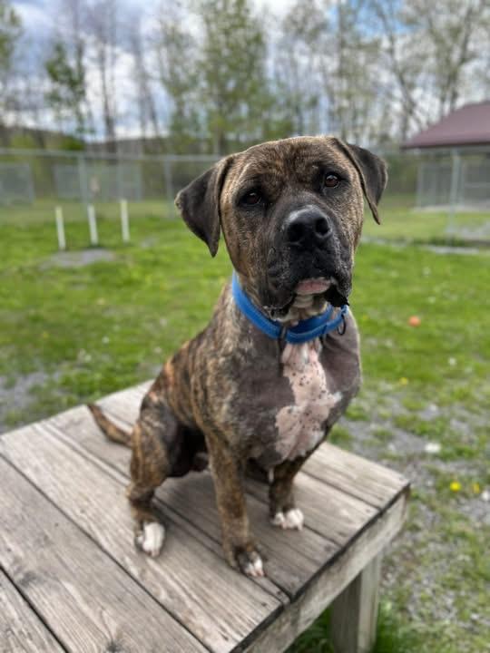 Enlarge Beau, a ADOPTABLE mixed breed in Howes Cave, NY image 1/3