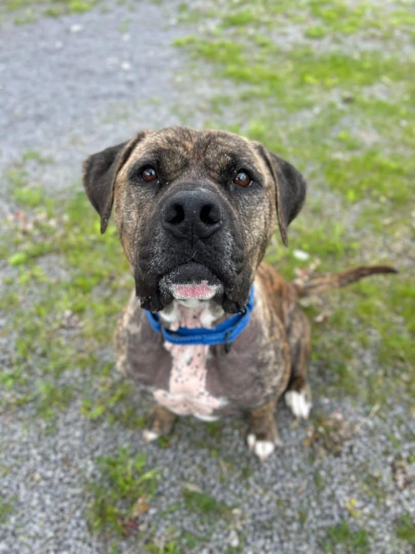 Enlarge Beau, a ADOPTABLE mixed breed in Howes Cave, NY image 3/3