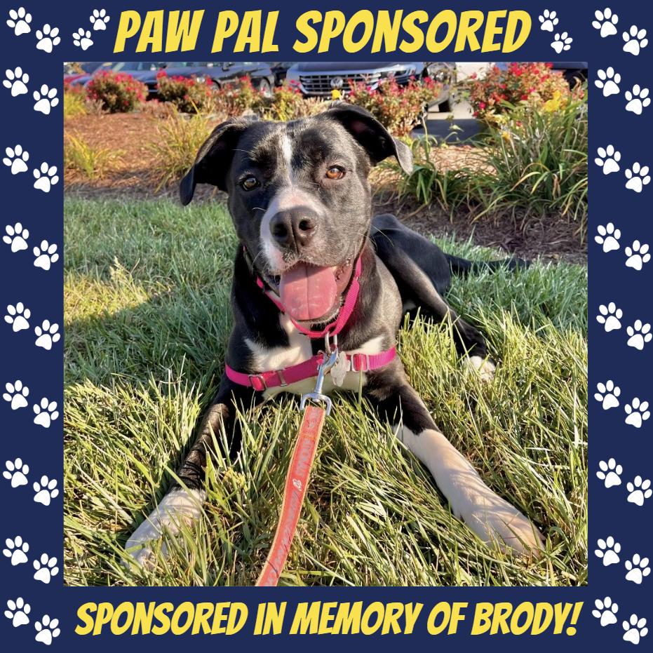 Bufford, a Adoptable mixed breed in Falls Church, VA image 4/6