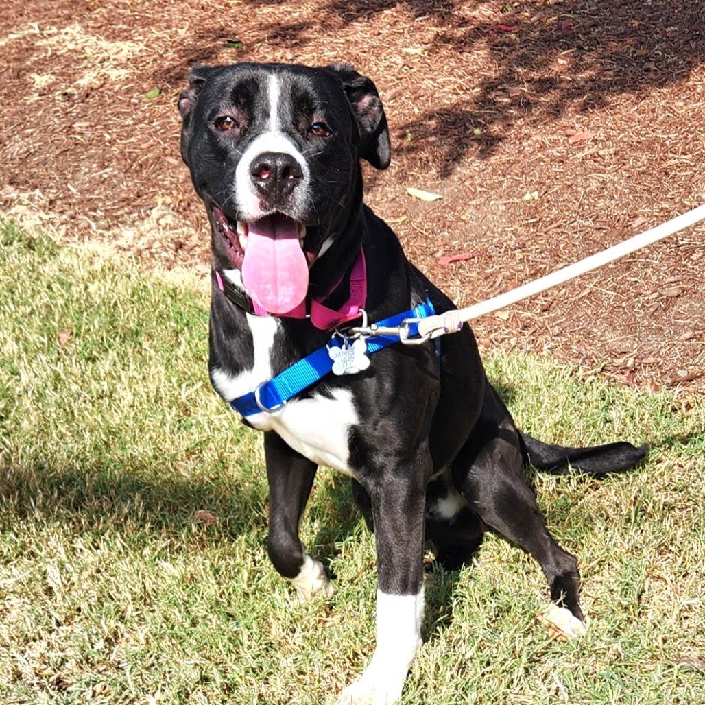 Bufford, a Adoptable mixed breed in Falls Church, VA image 5/6
