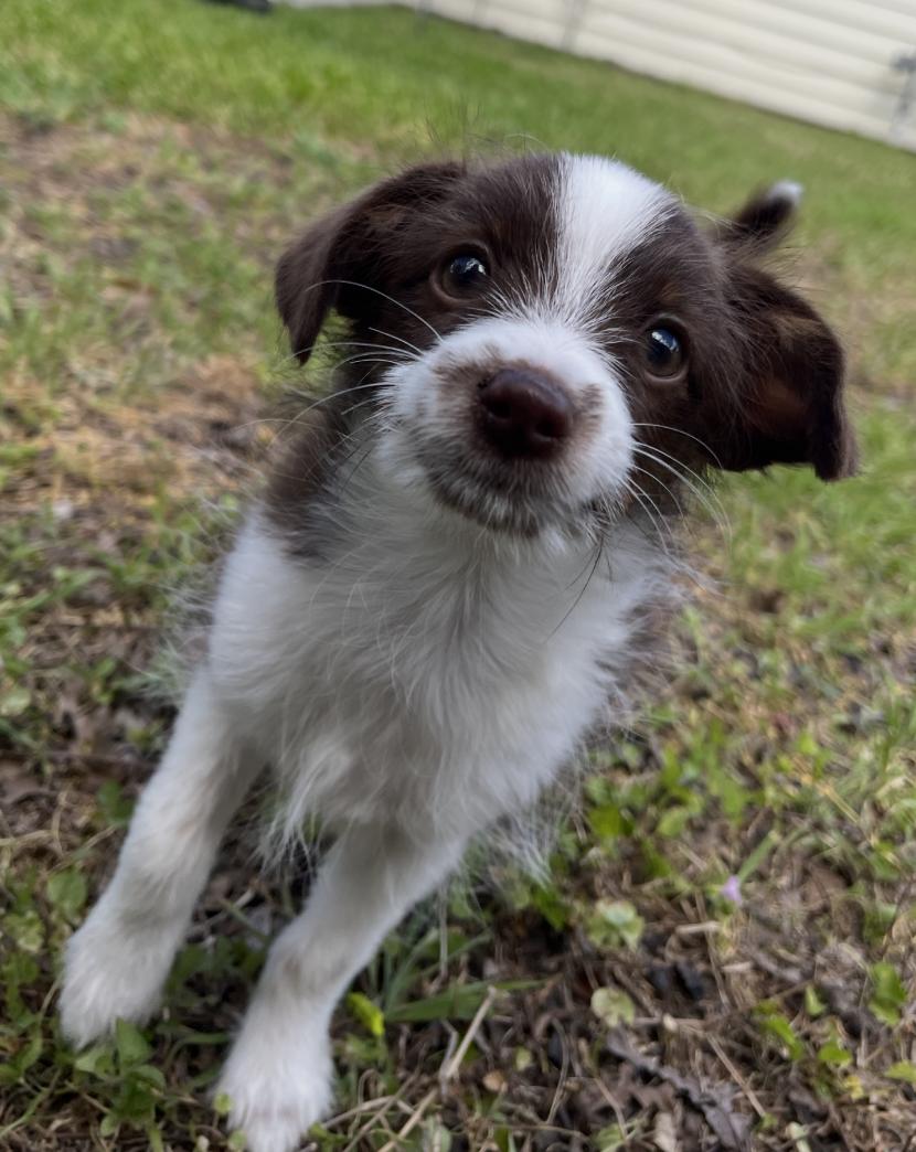 Tennessee (Dolly PAWton Litter), Adoptable, Puppy Female Australian Shepherd & Yorkshire Terrier.
