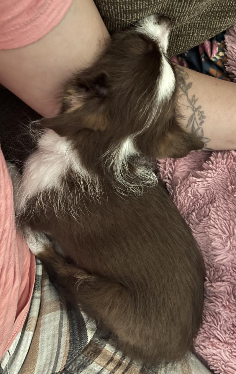 Enlarge Tennessee (Dolly PAWton Litter), a Adoptable mixed breed in Arlington, TX image 2/6