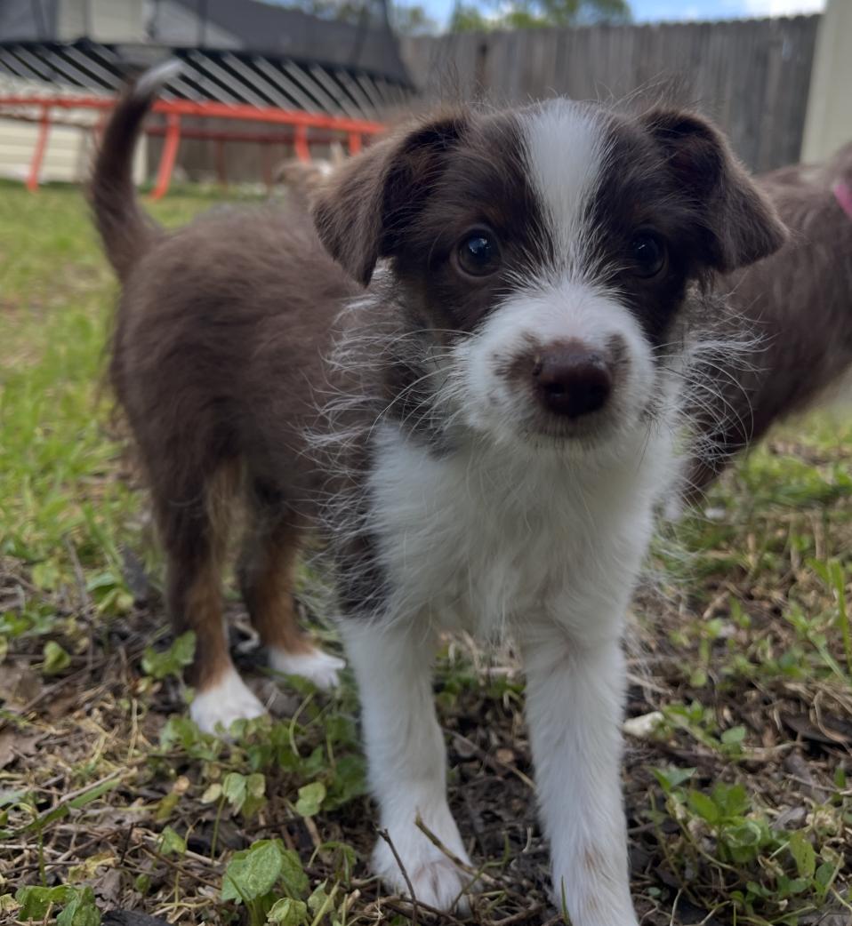 Enlarge Tennessee (Dolly PAWton Litter), a Adoptable mixed breed in Arlington, TX image 5/6