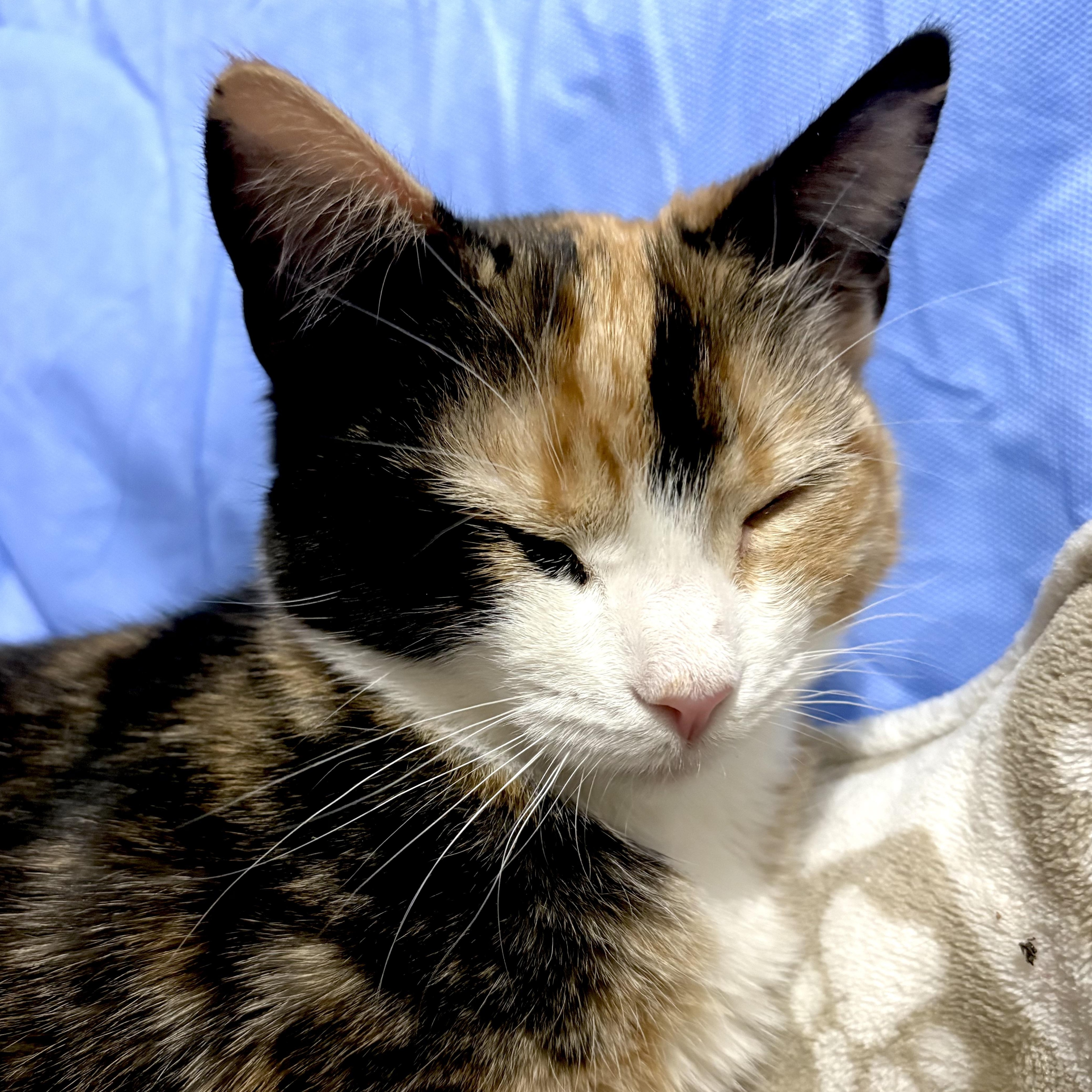 Enlarge Maisie , an adopted Calico in Huntington, MA image 3/6