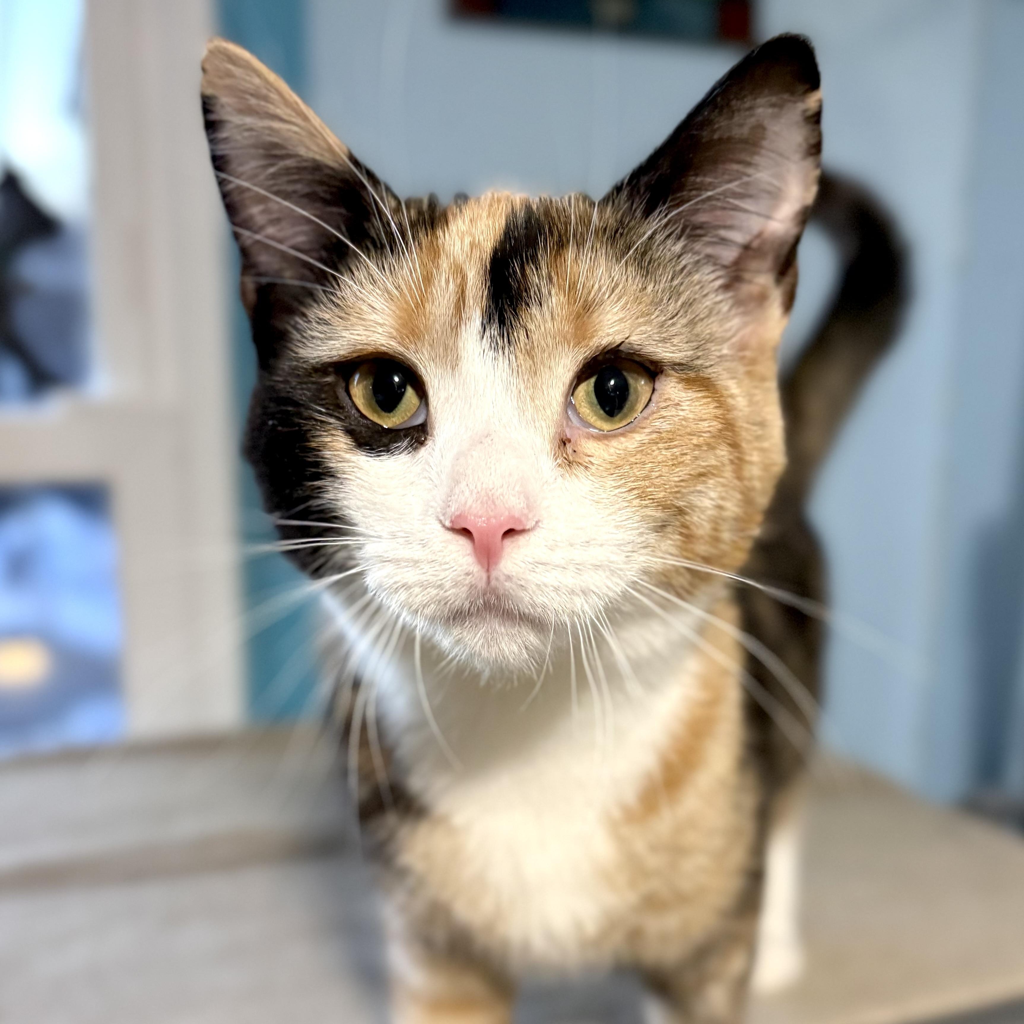 Enlarge Maisie , an adopted Calico in Huntington, MA image 2/6