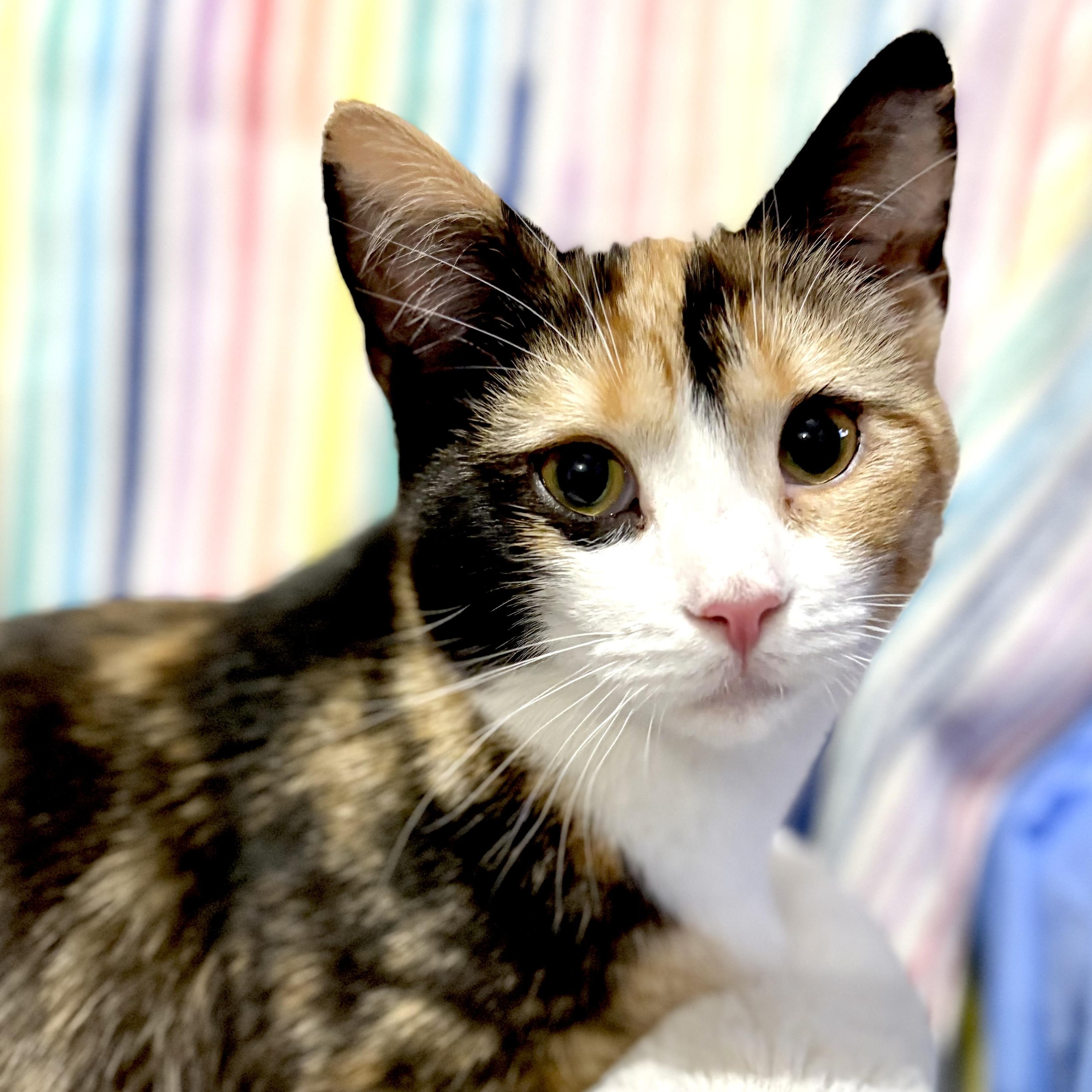 Enlarge Maisie , an adopted Calico in Huntington, MA image 1/6