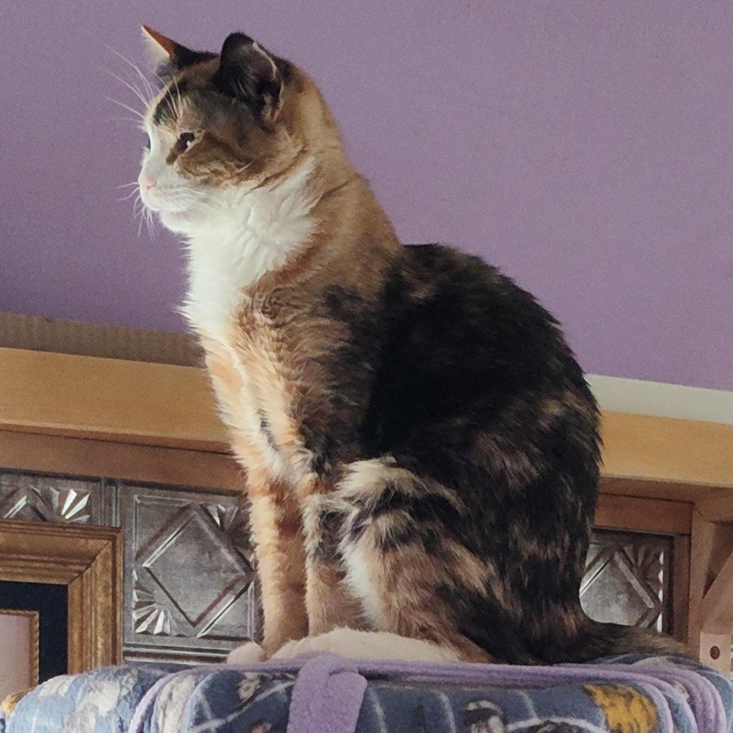 Enlarge Maisie , an adopted Calico in Huntington, MA image 5/6